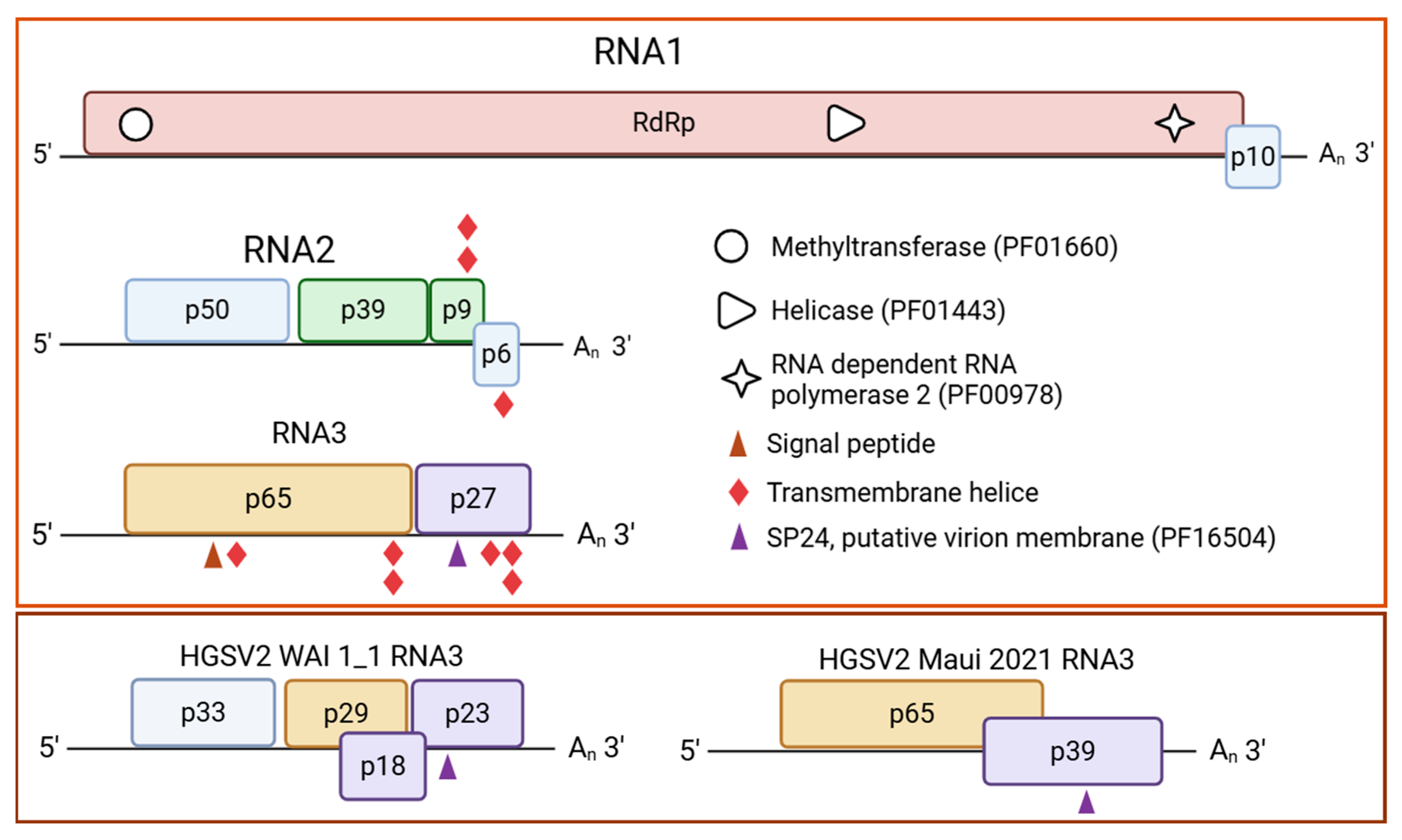 Viruses 17 01428 g002 Viruses 17 01428 g002