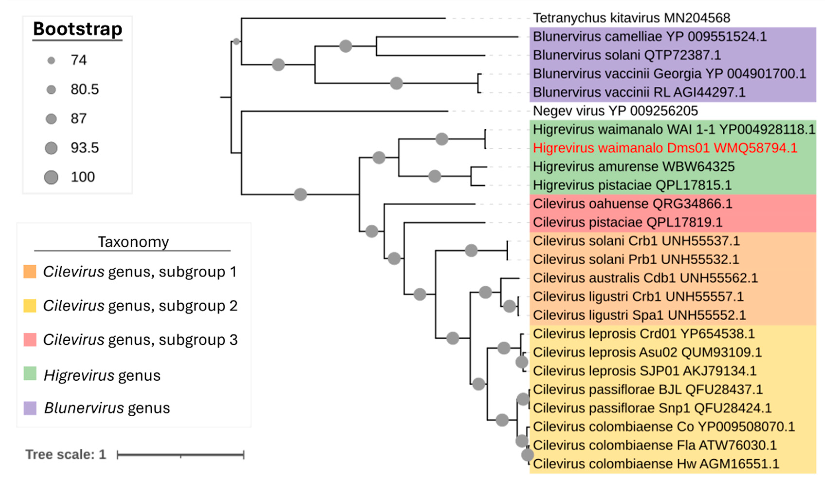 Viruses 17 01428 g003 Viruses 17 01428 g003