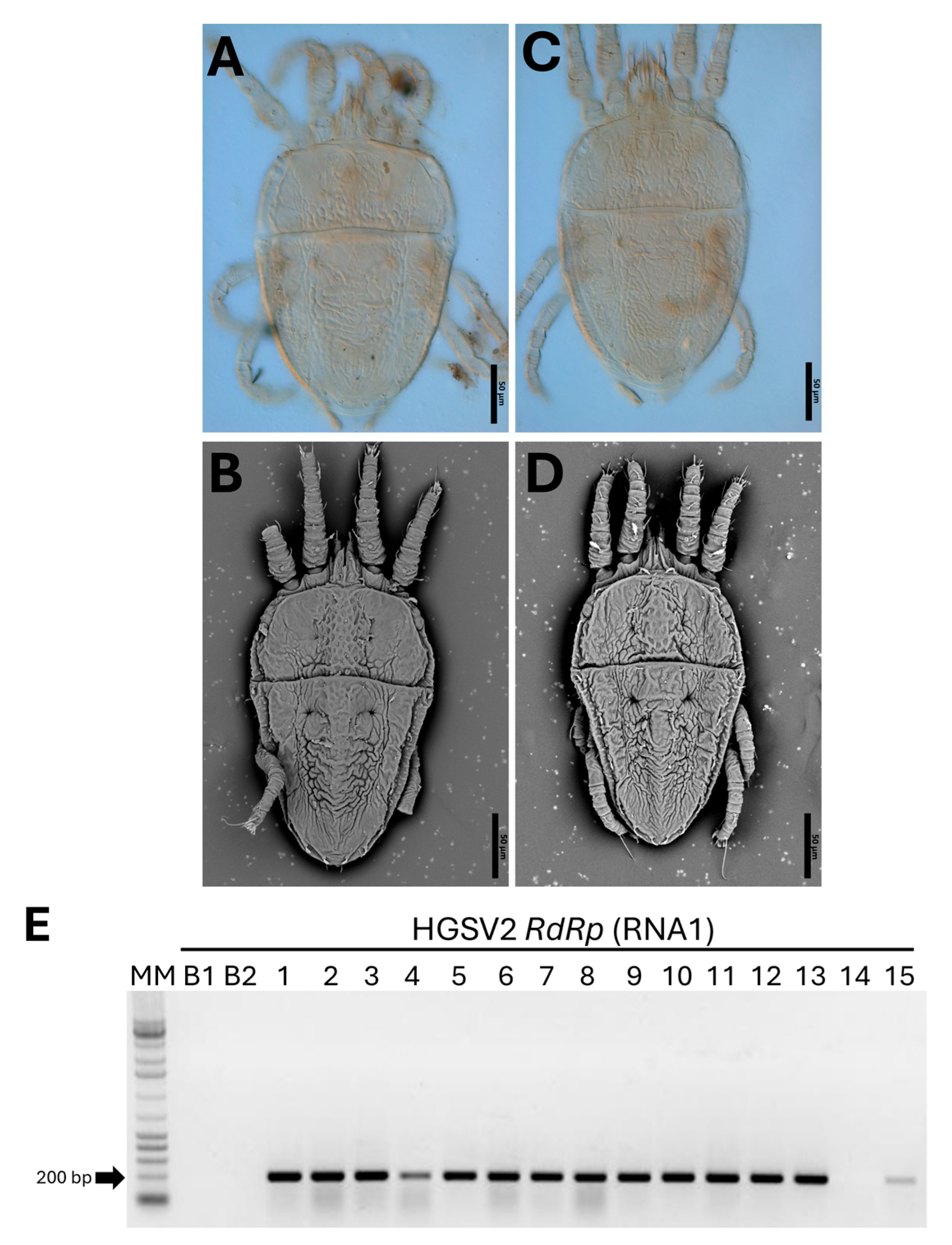Viruses 17 01428 g004 Viruses 17 01428 g004
