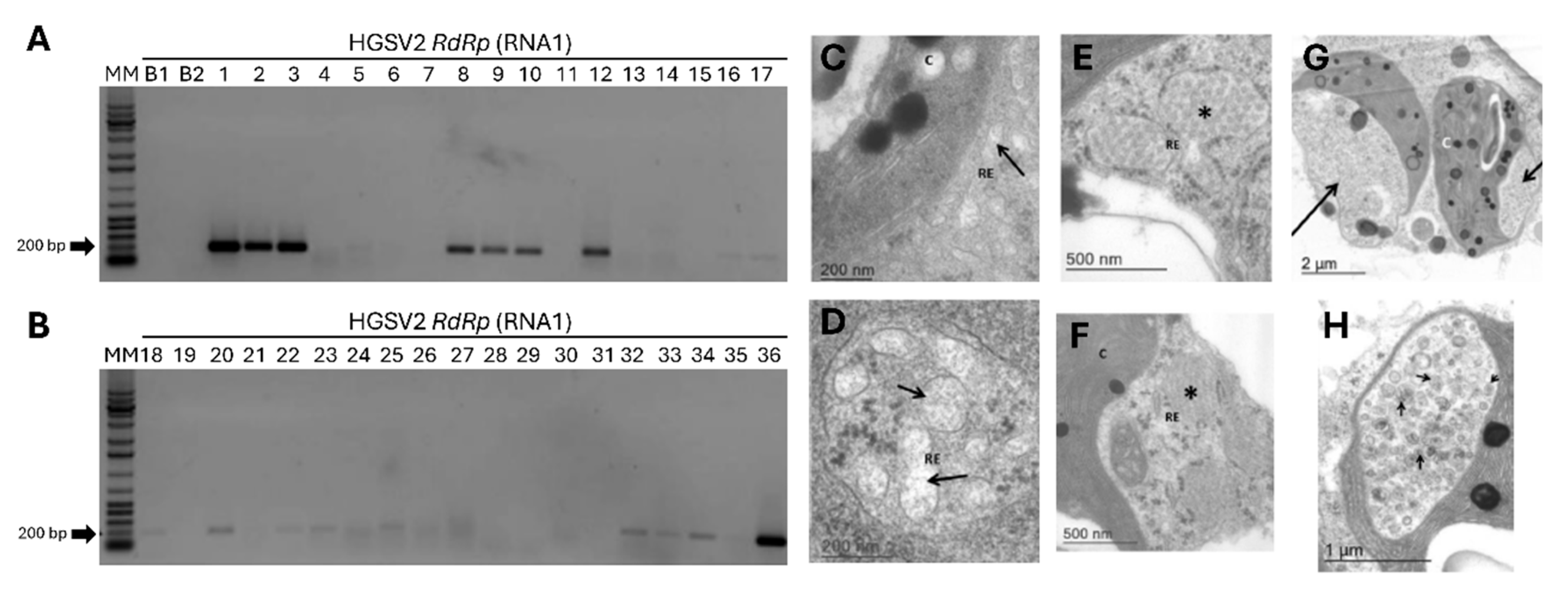 Viruses 17 01428 g005 Viruses 17 01428 g005