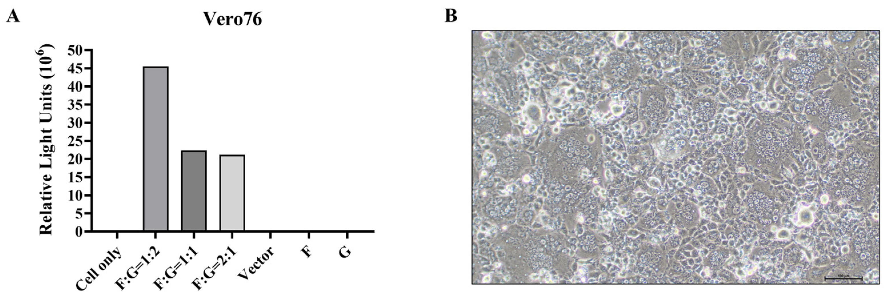 Viruses 17 01429 g001