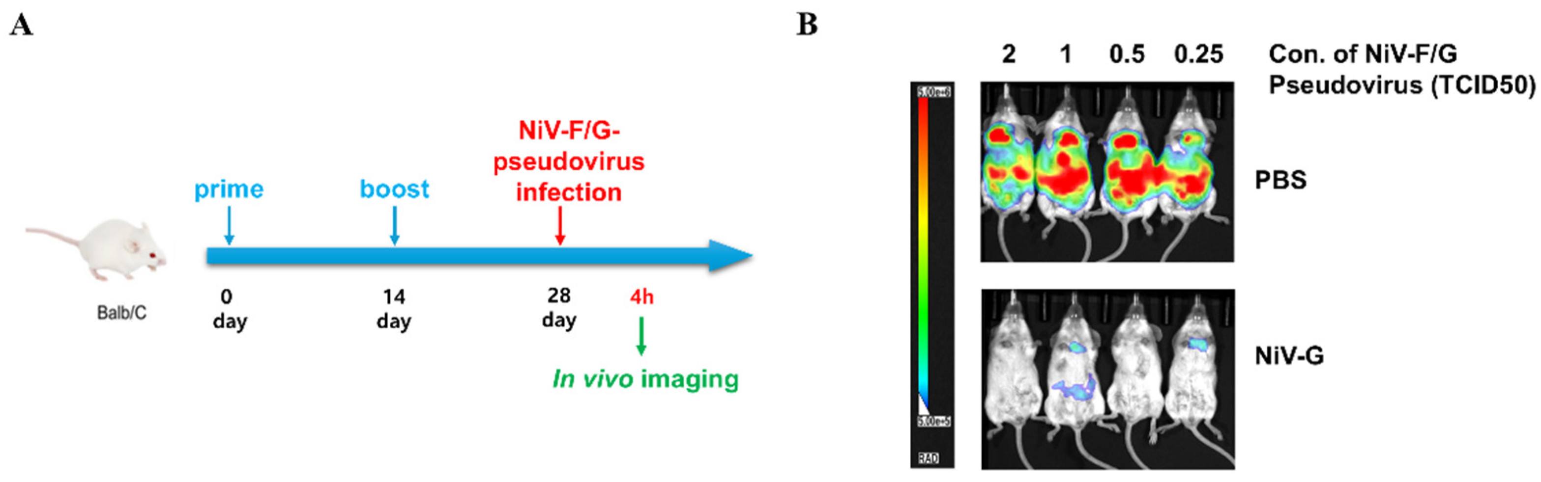 Viruses 17 01429 g006
