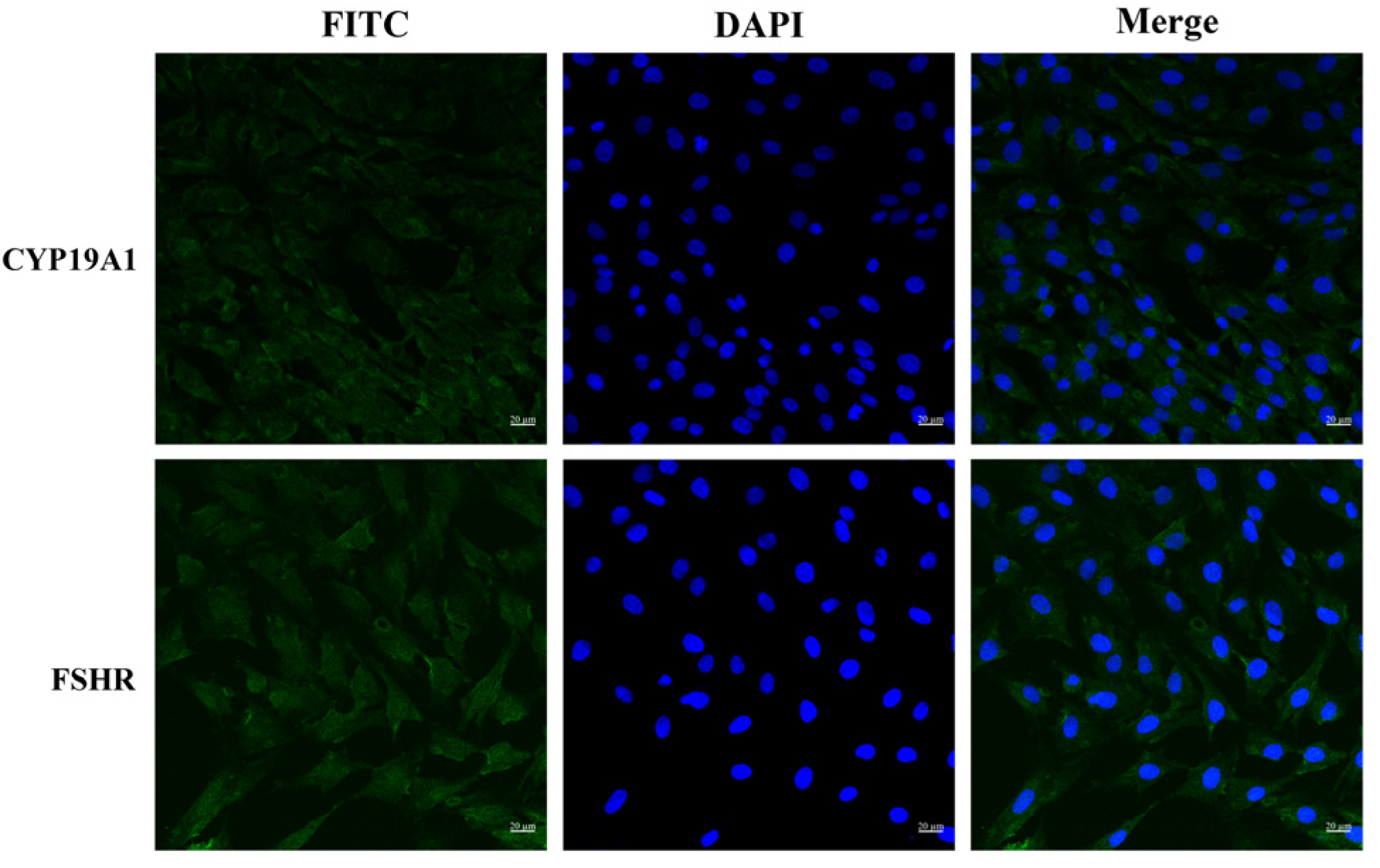 Viruses 17 01433 g001 Viruses 17 01433 g001