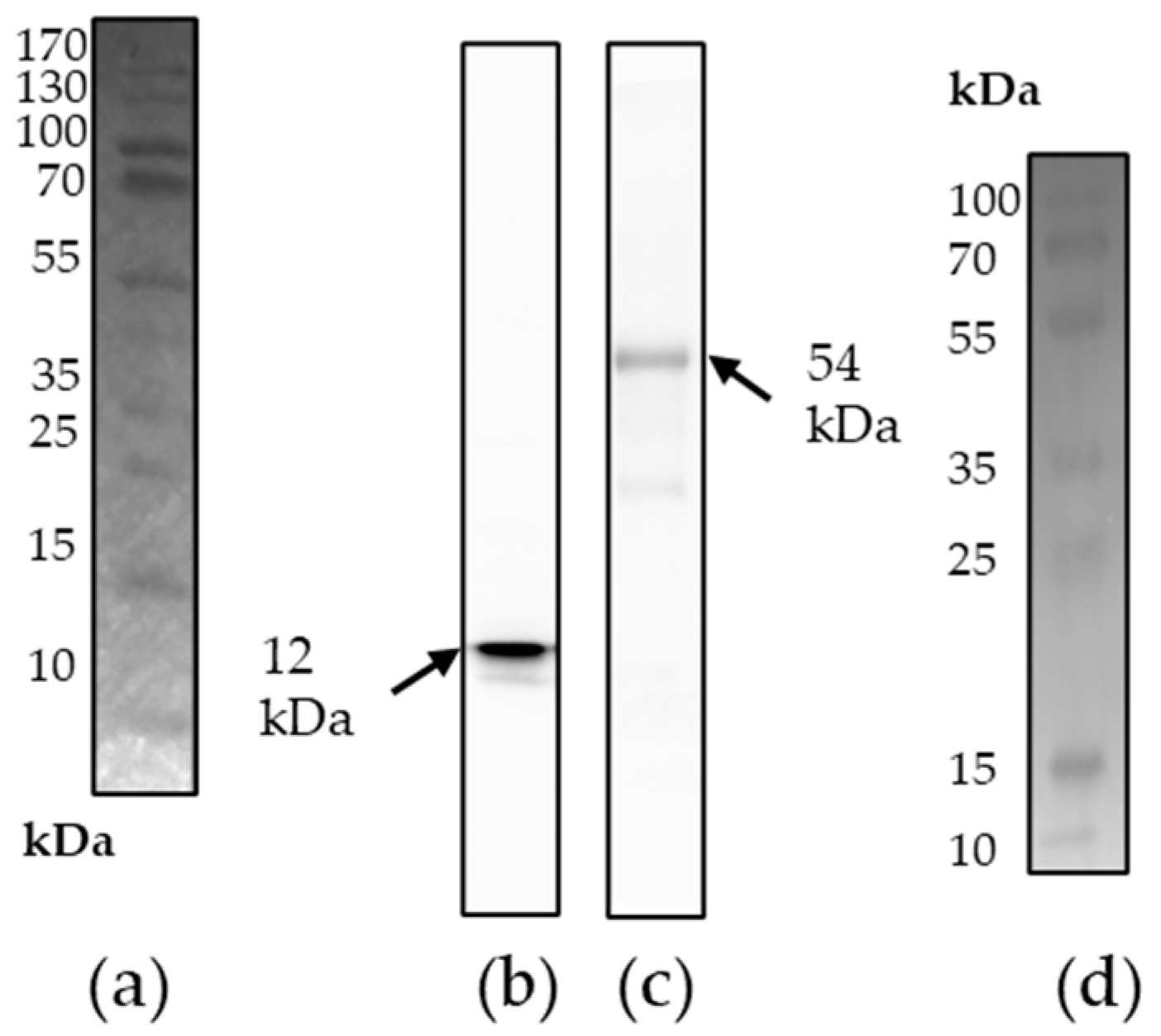 Viruses 17 01437 g003 Viruses 17 01437 g003
