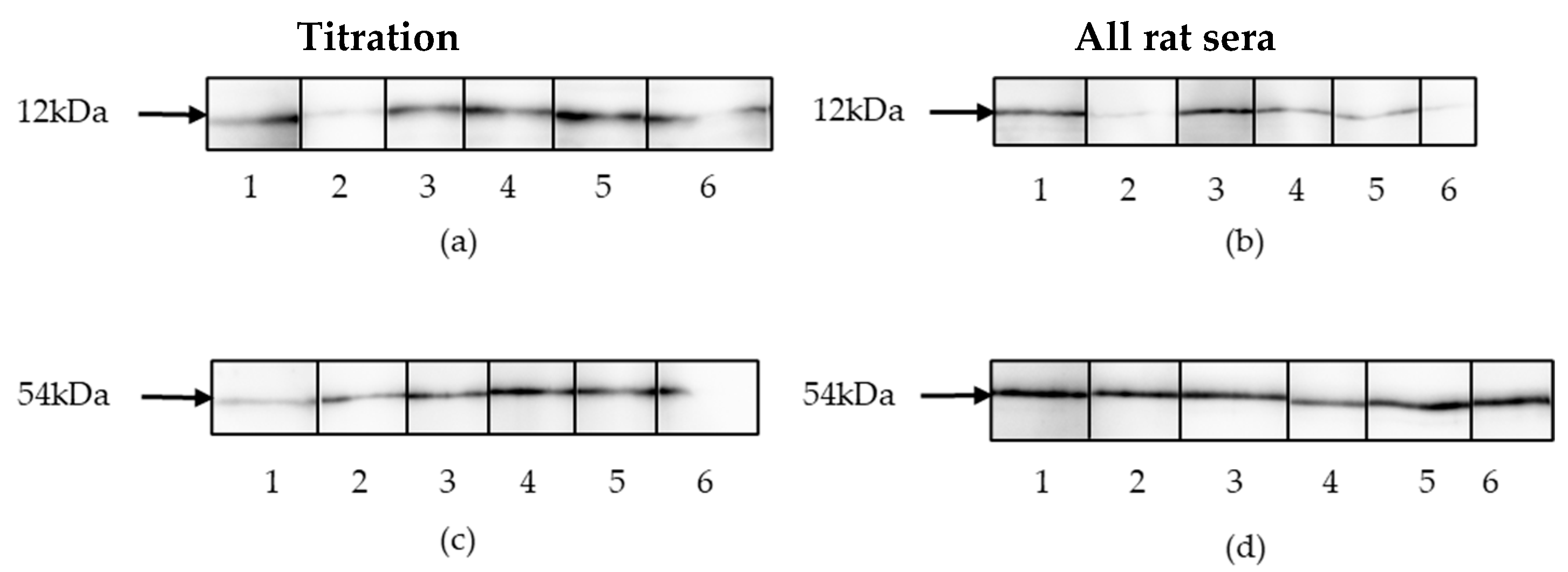 Viruses 17 01437 g005 Viruses 17 01437 g005