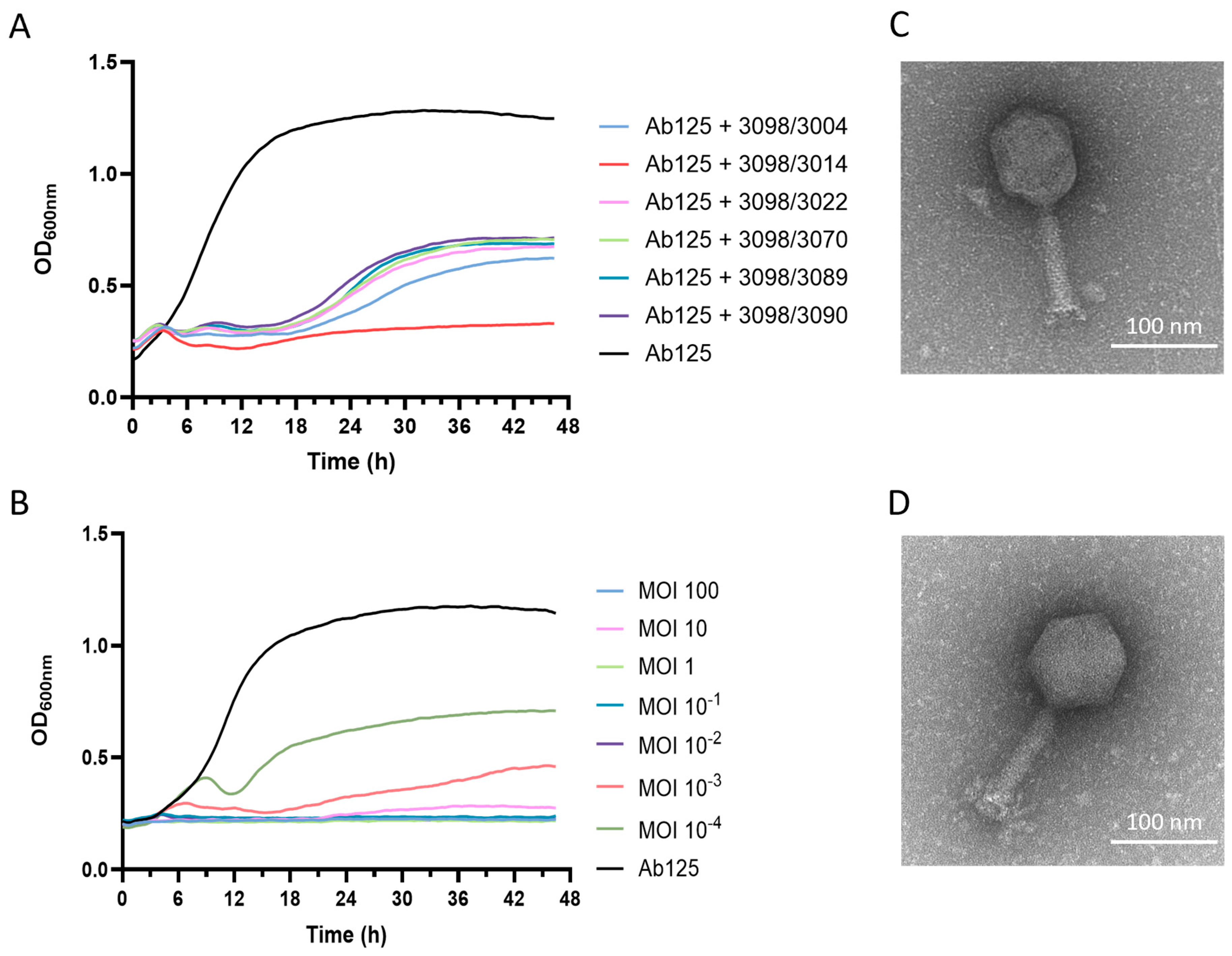 Viruses 17 01441 g002 Viruses 17 01441 g002