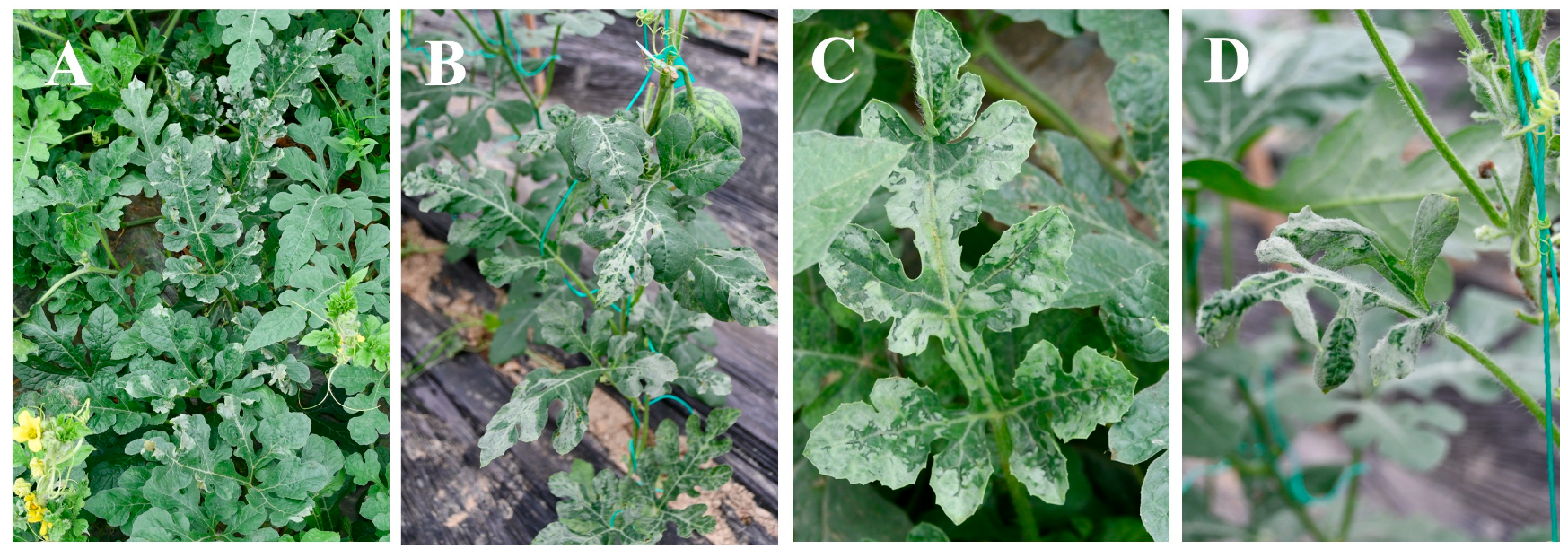 Viruses 17 01448 g001