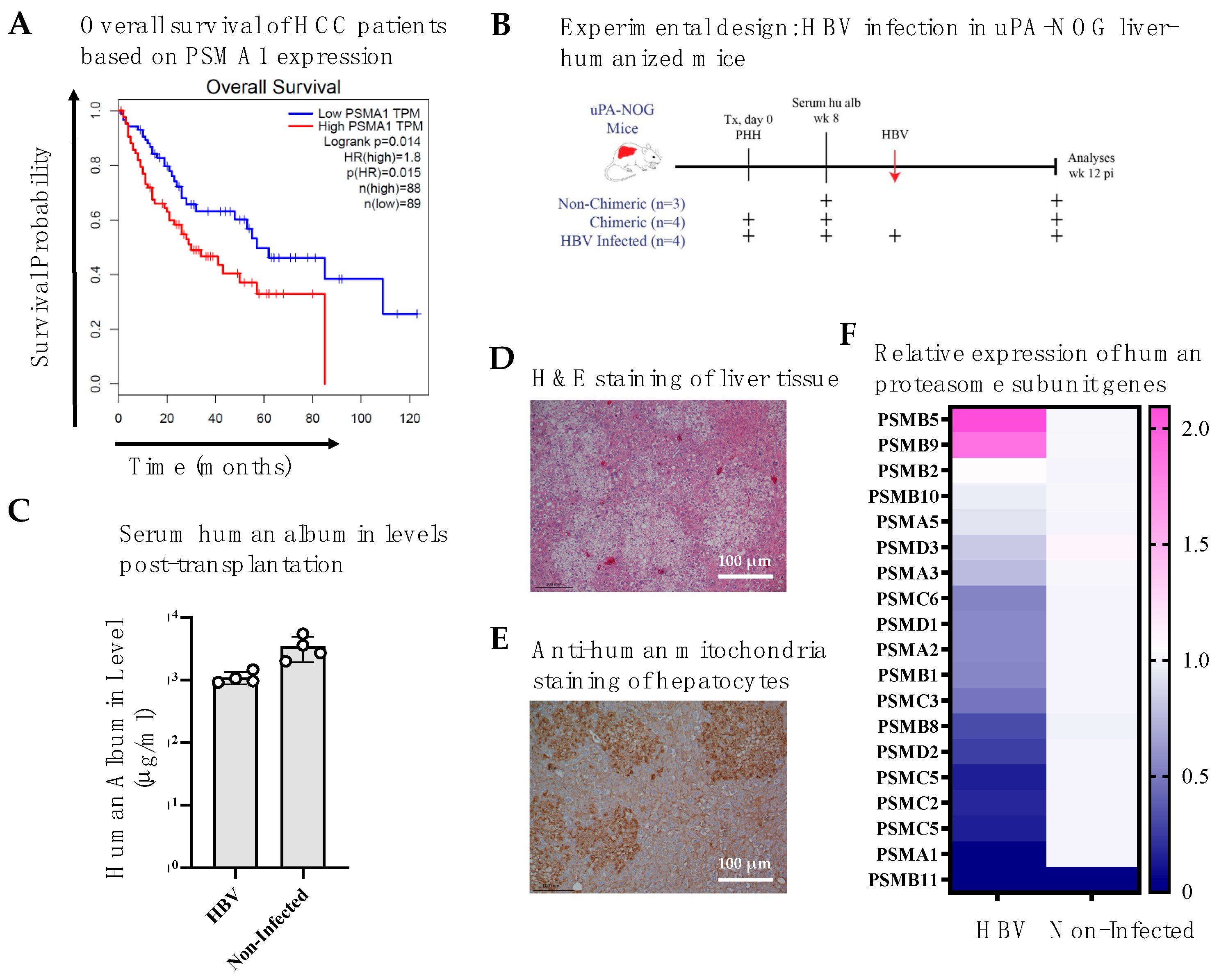 Viruses 17 01454 g001 Viruses 17 01454 g001