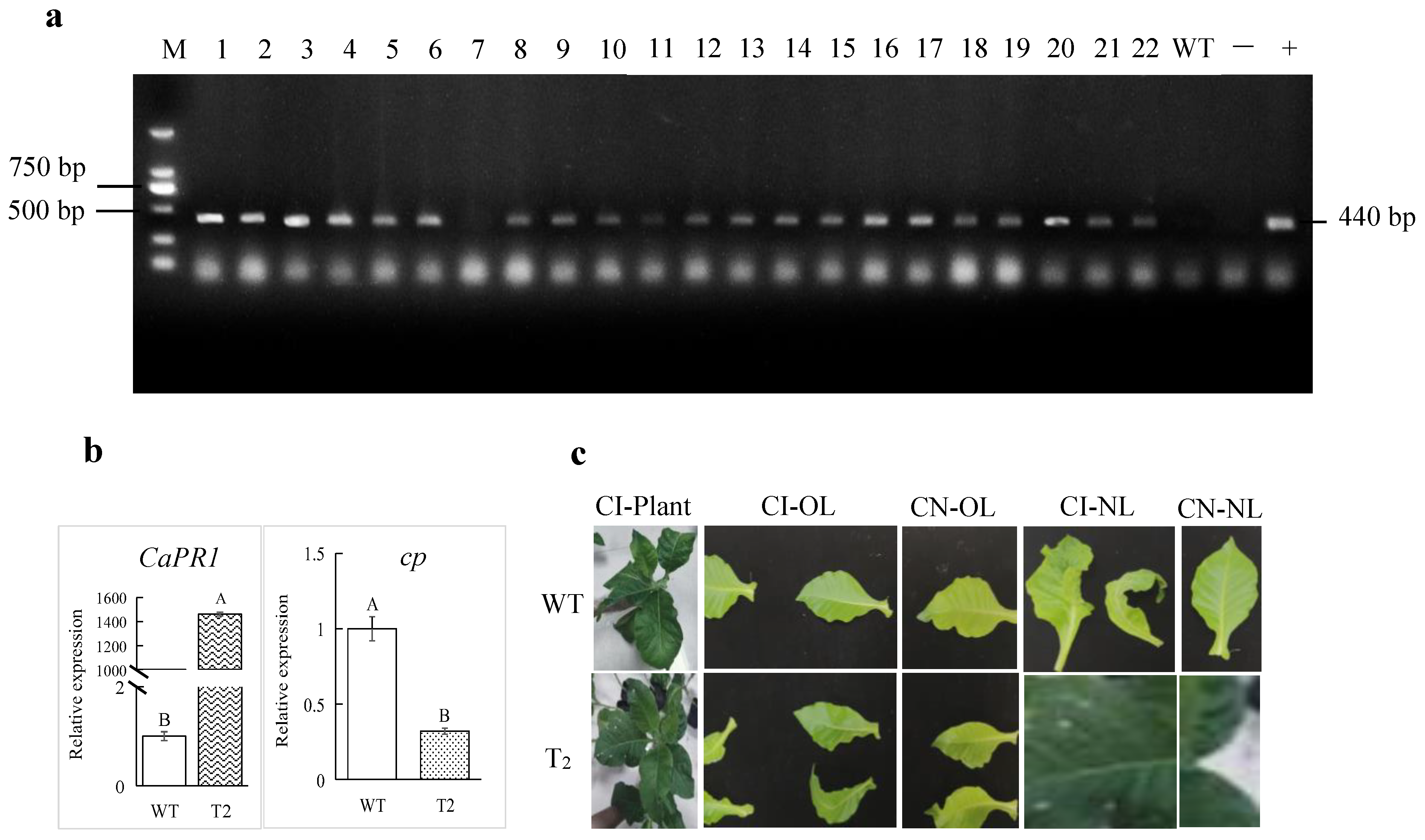 Viruses 17 01456 g005 Viruses 17 01456 g005