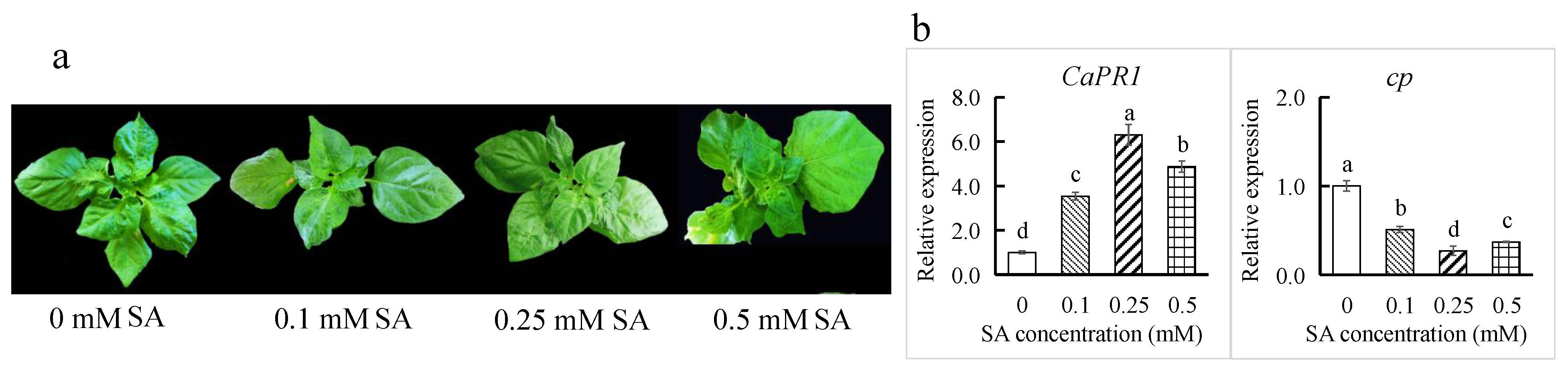 Viruses 17 01456 g006 Viruses 17 01456 g006