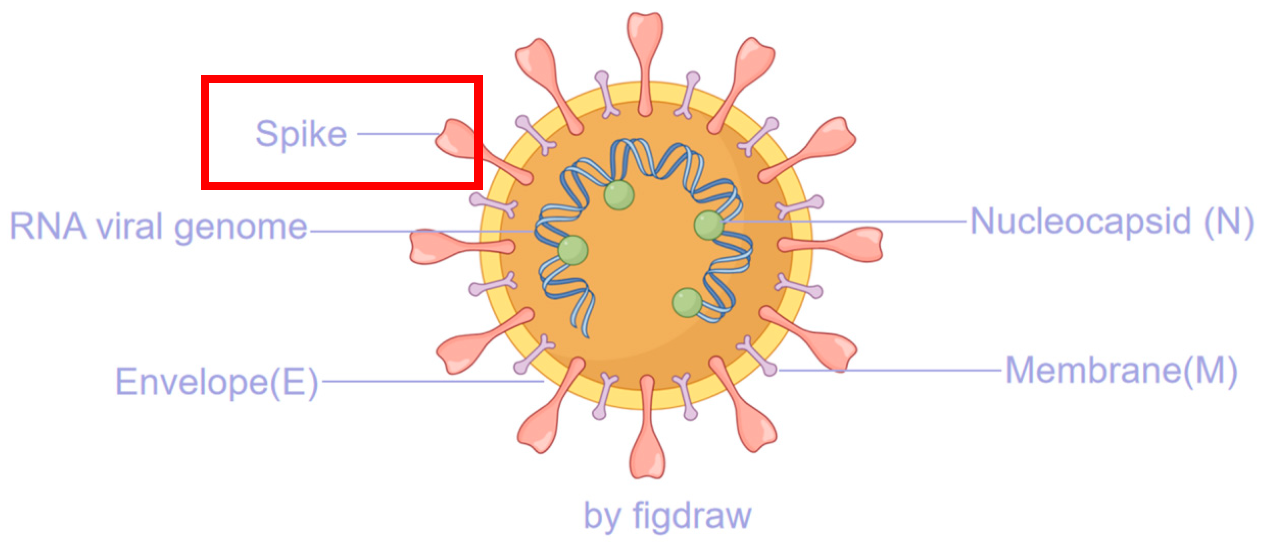 Viruses 17 01457 g001 Viruses 17 01457 g001