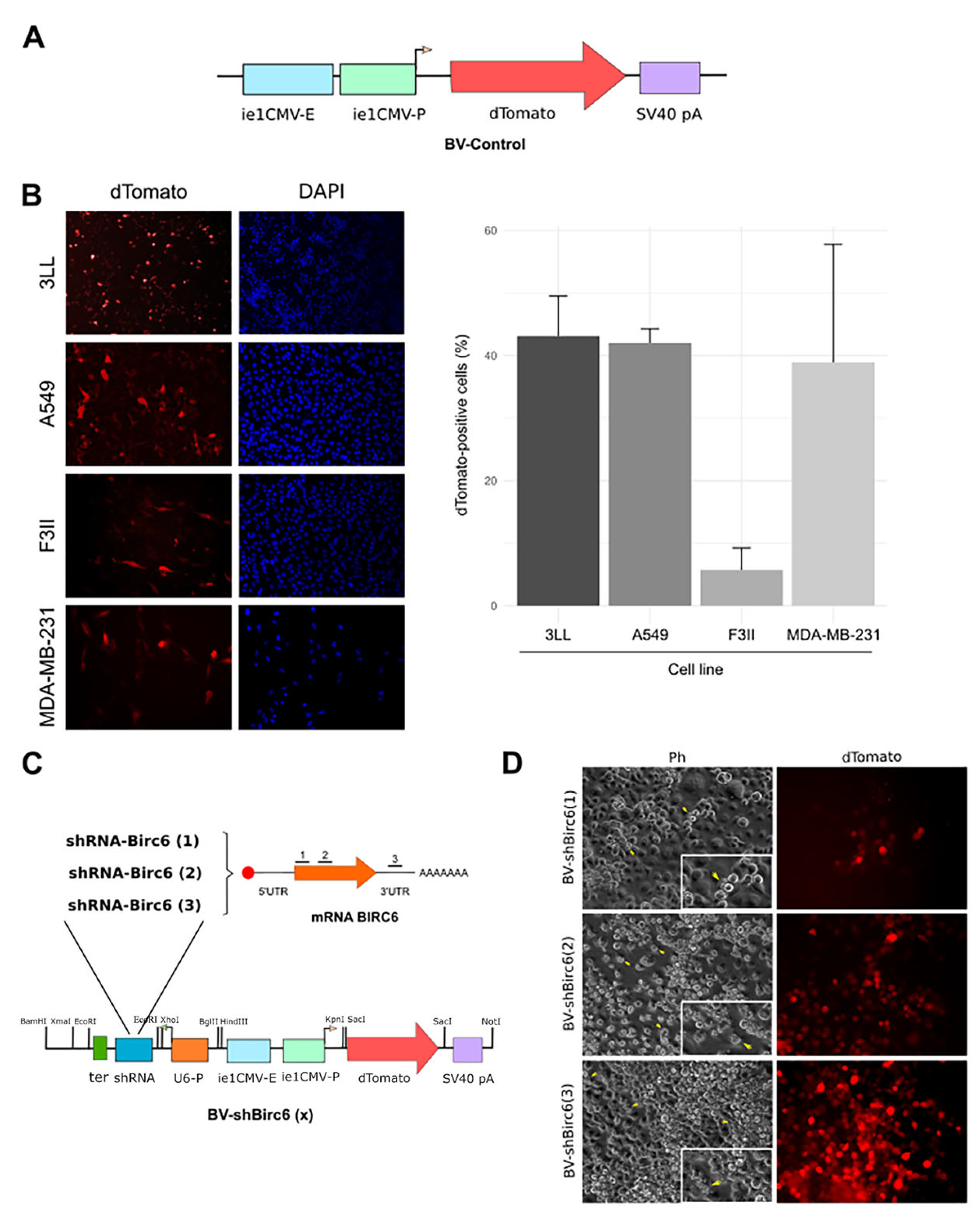 Viruses 17 01458 g001 Viruses 17 01458 g001