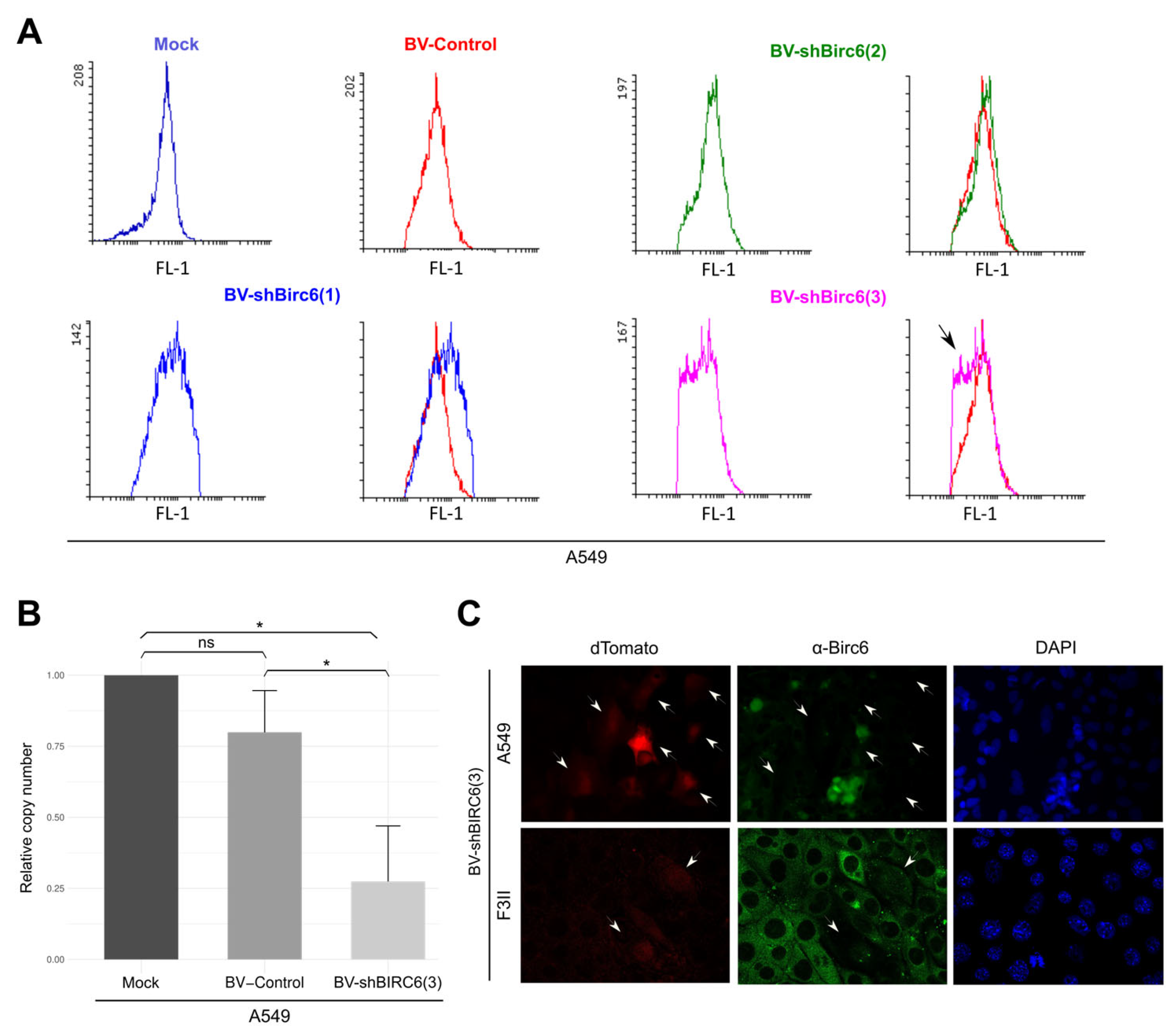 Viruses 17 01458 g002 Viruses 17 01458 g002