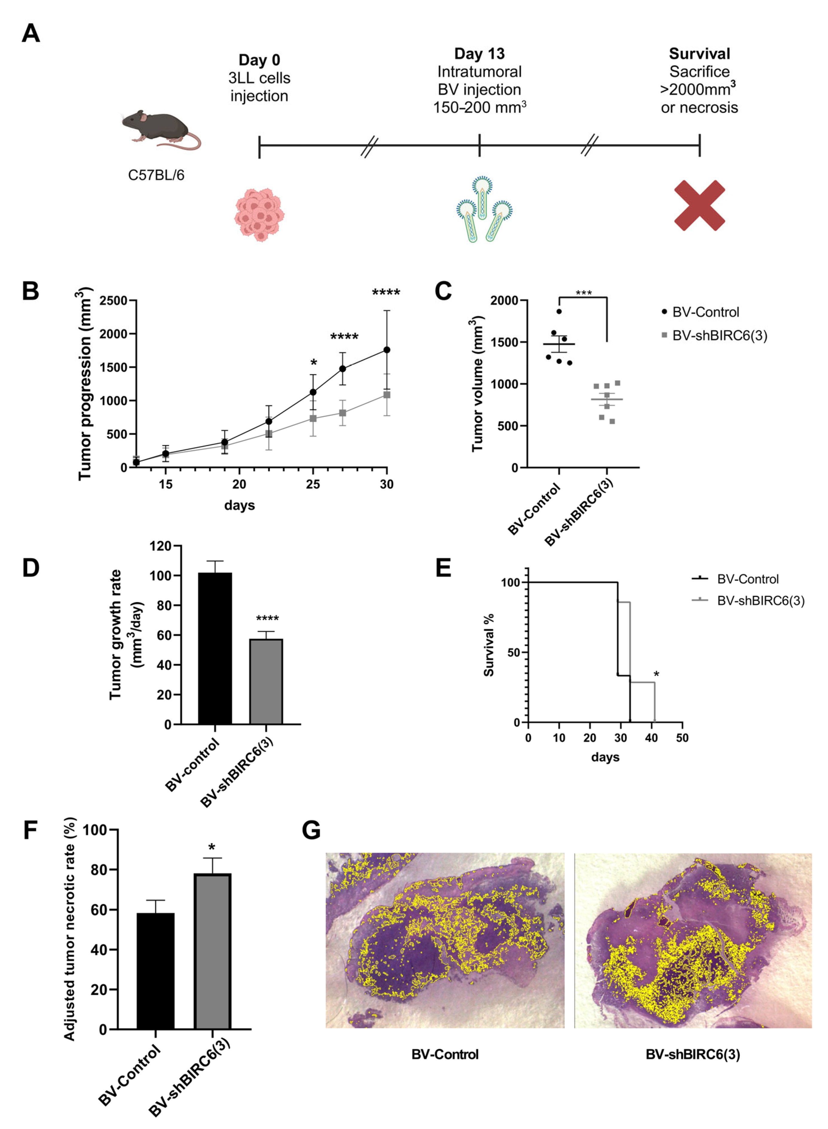 Viruses 17 01458 g004 Viruses 17 01458 g004