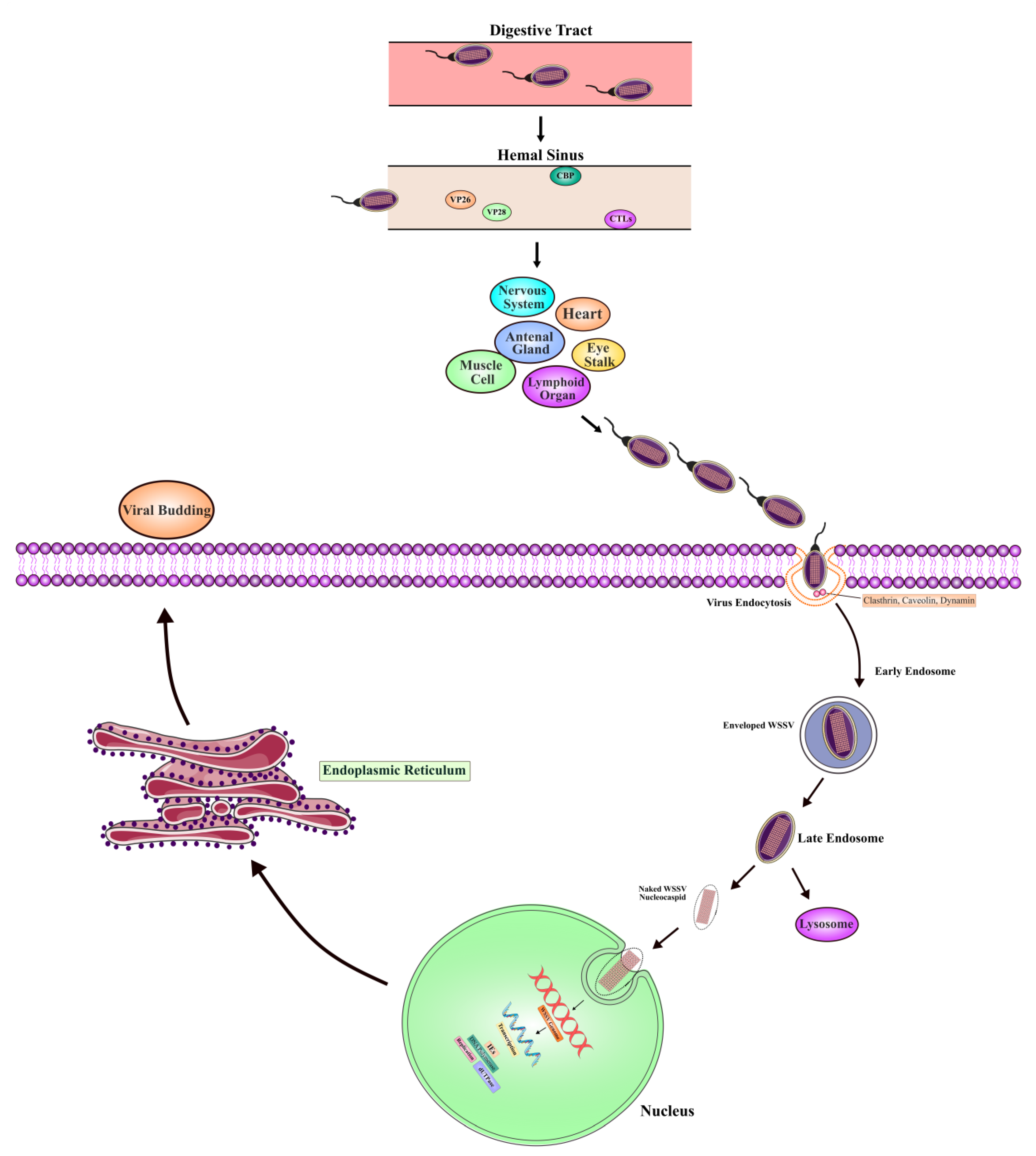 Viruses 17 01463 g004