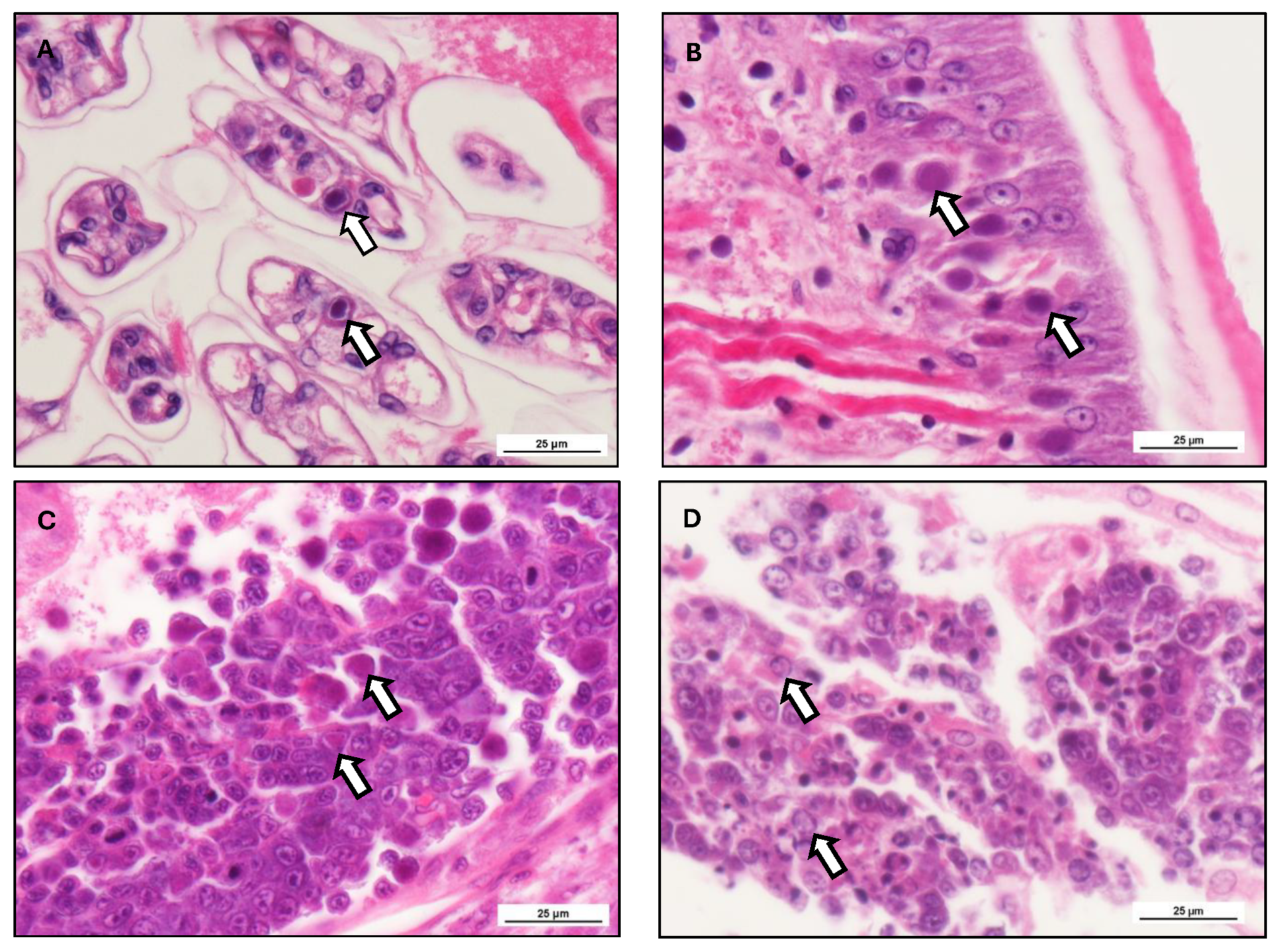 Viruses 17 01463 g005