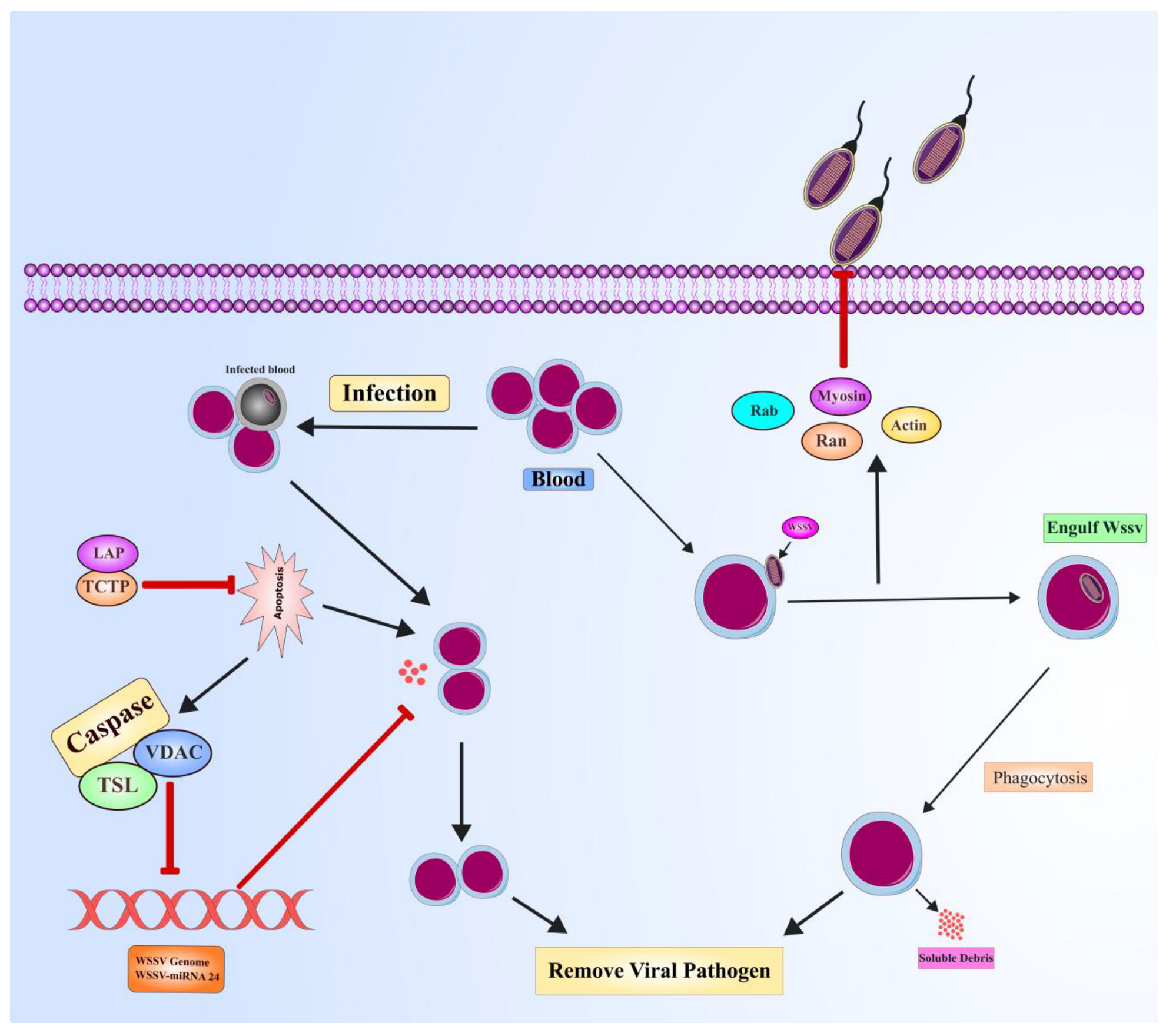 Viruses 17 01463 g006