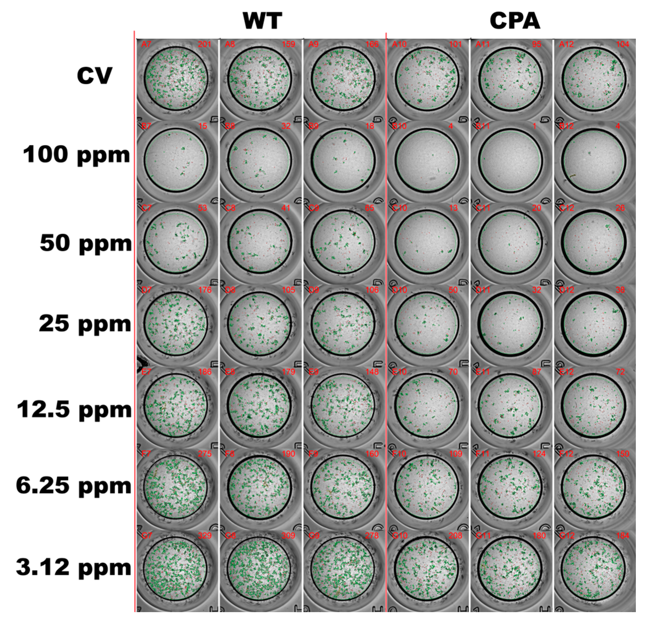 Viruses 17 01464 g002