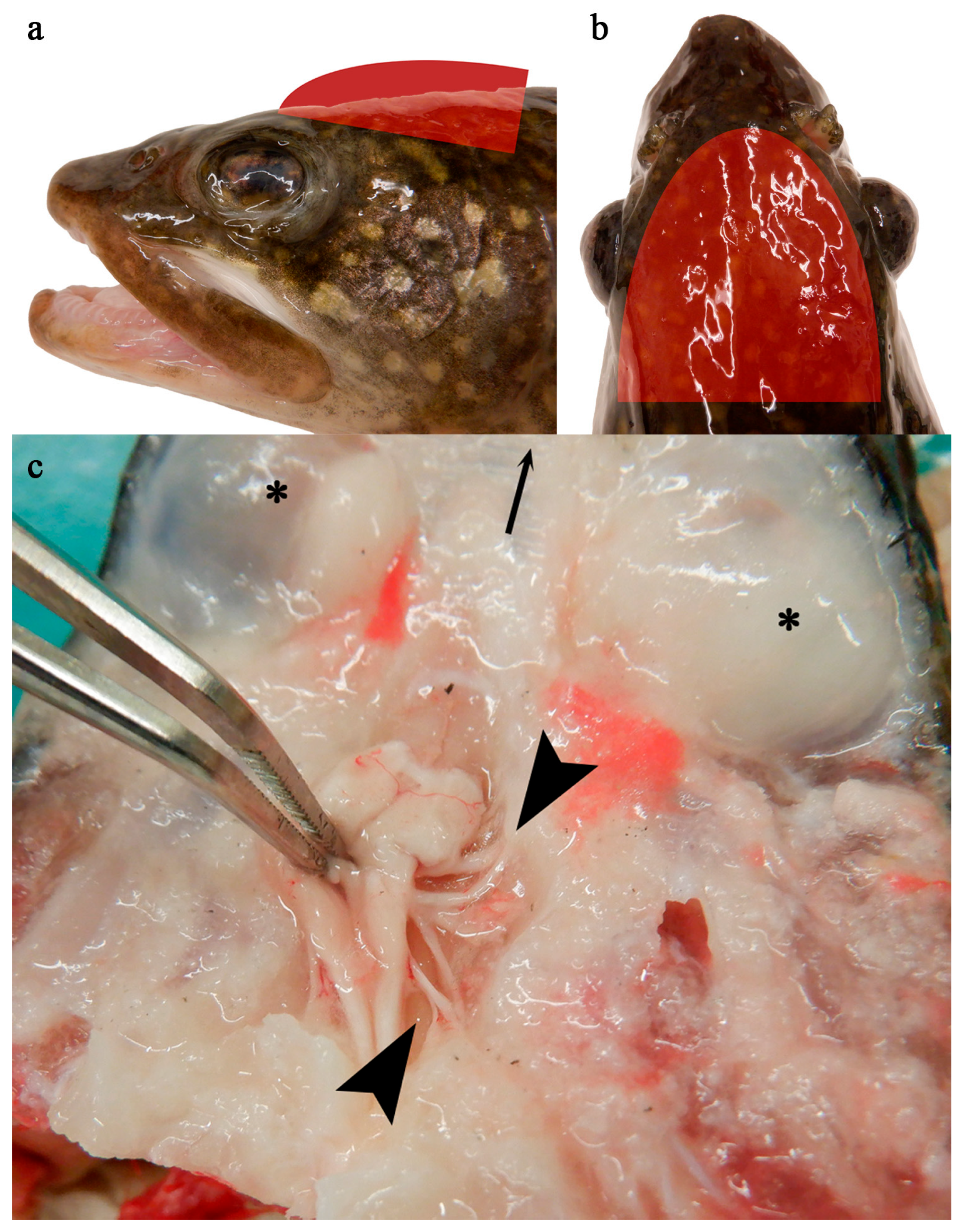 Viruses 17 01466 g001 Viruses 17 01466 g001