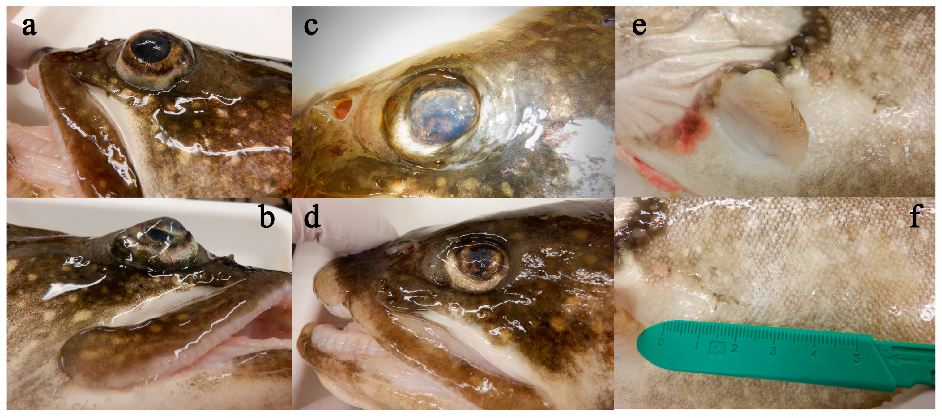 Viruses 17 01466 g002 Viruses 17 01466 g002