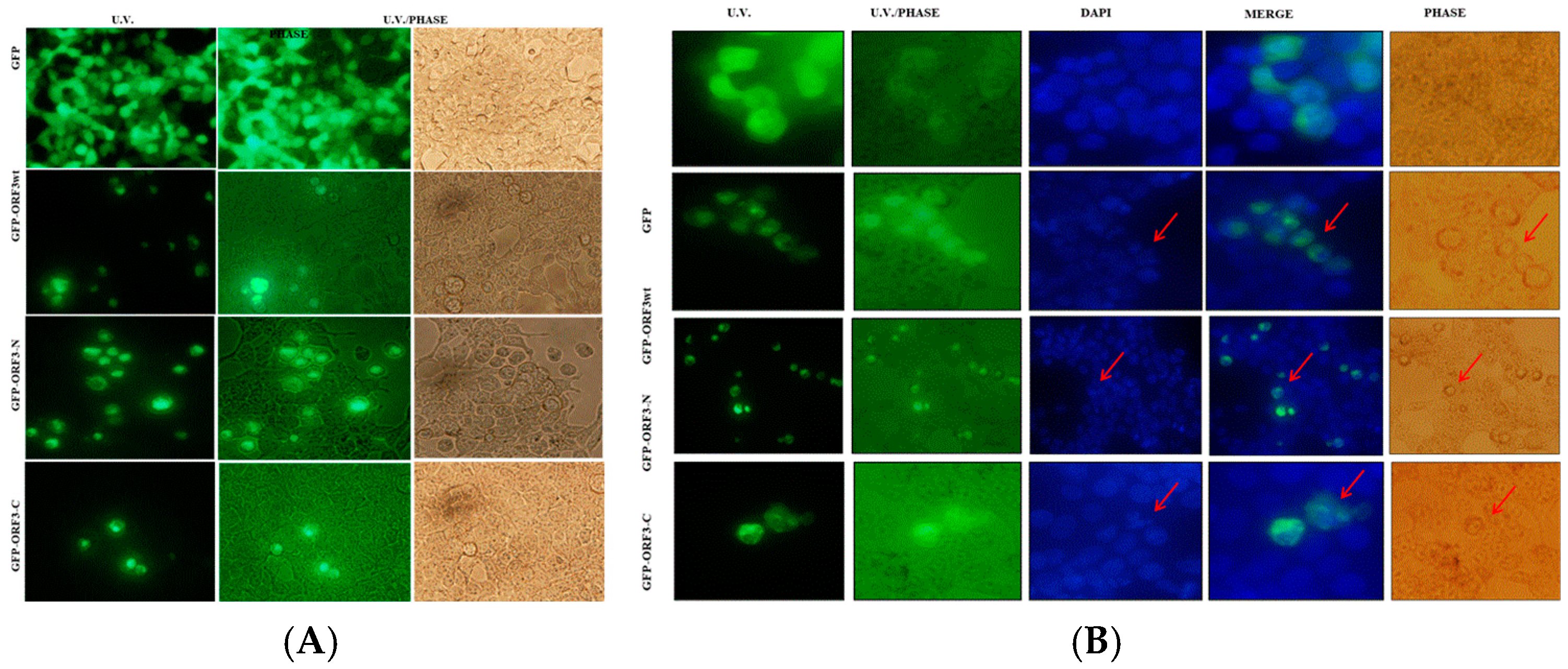 Viruses 17 01468 g002