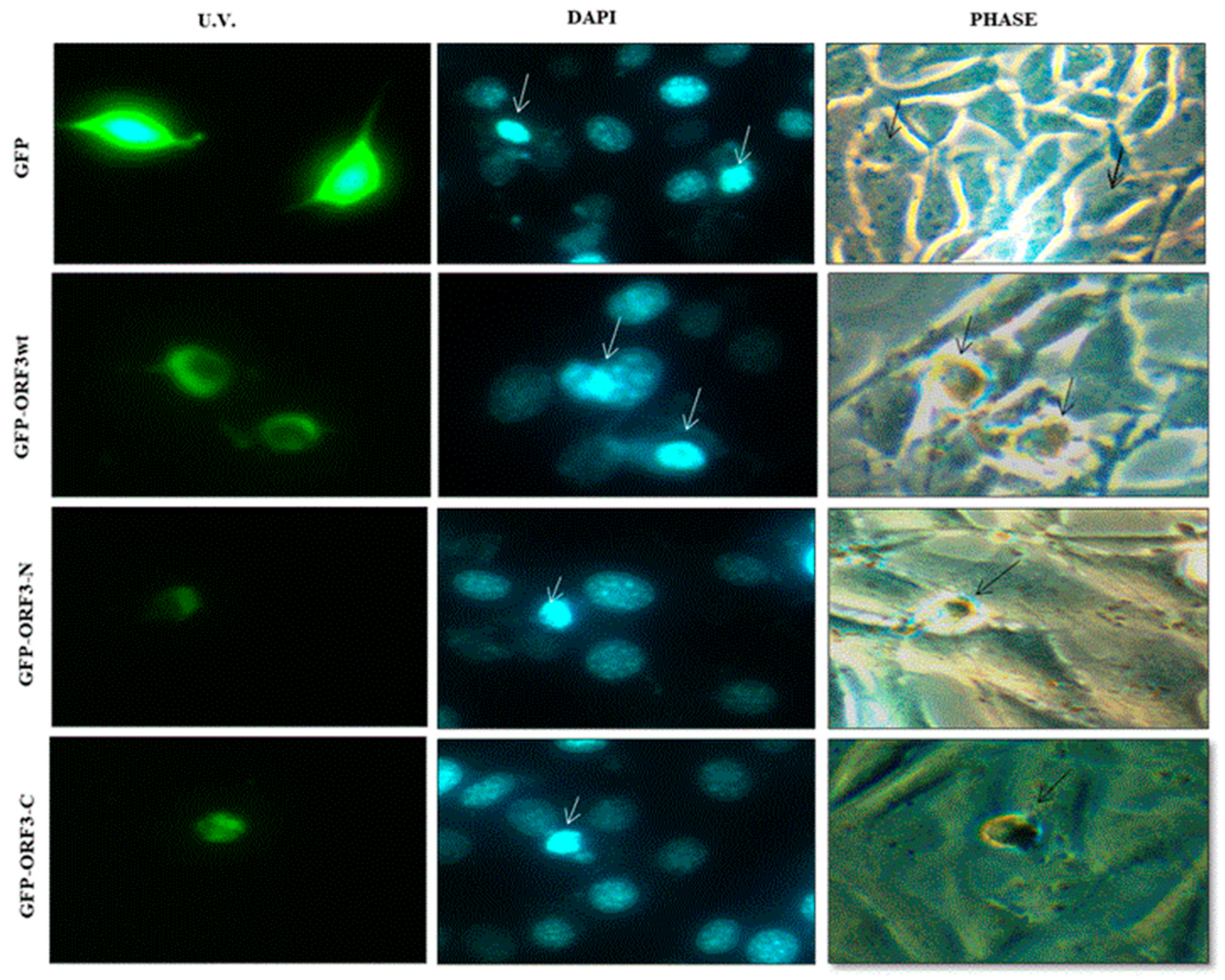 Viruses 17 01468 g003