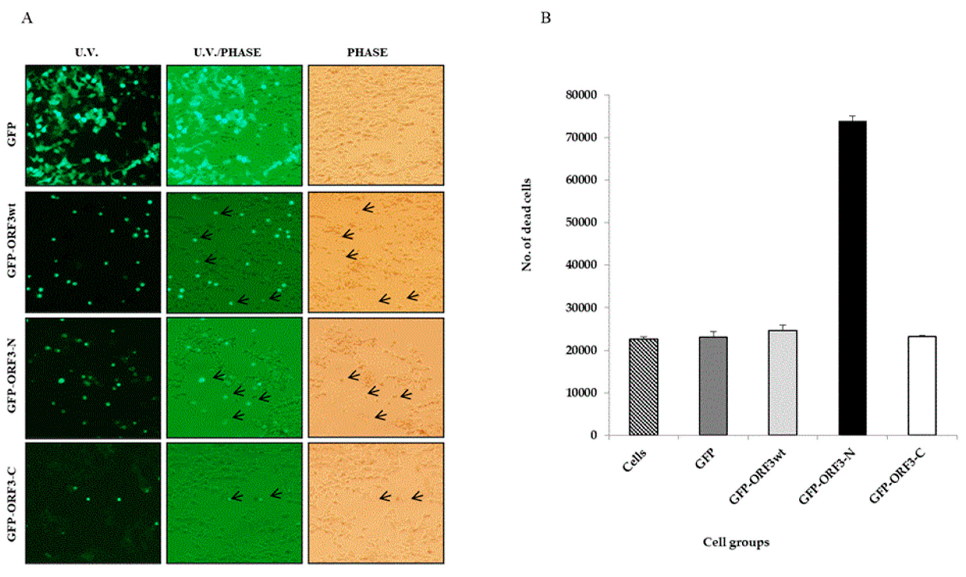 Viruses 17 01468 g004