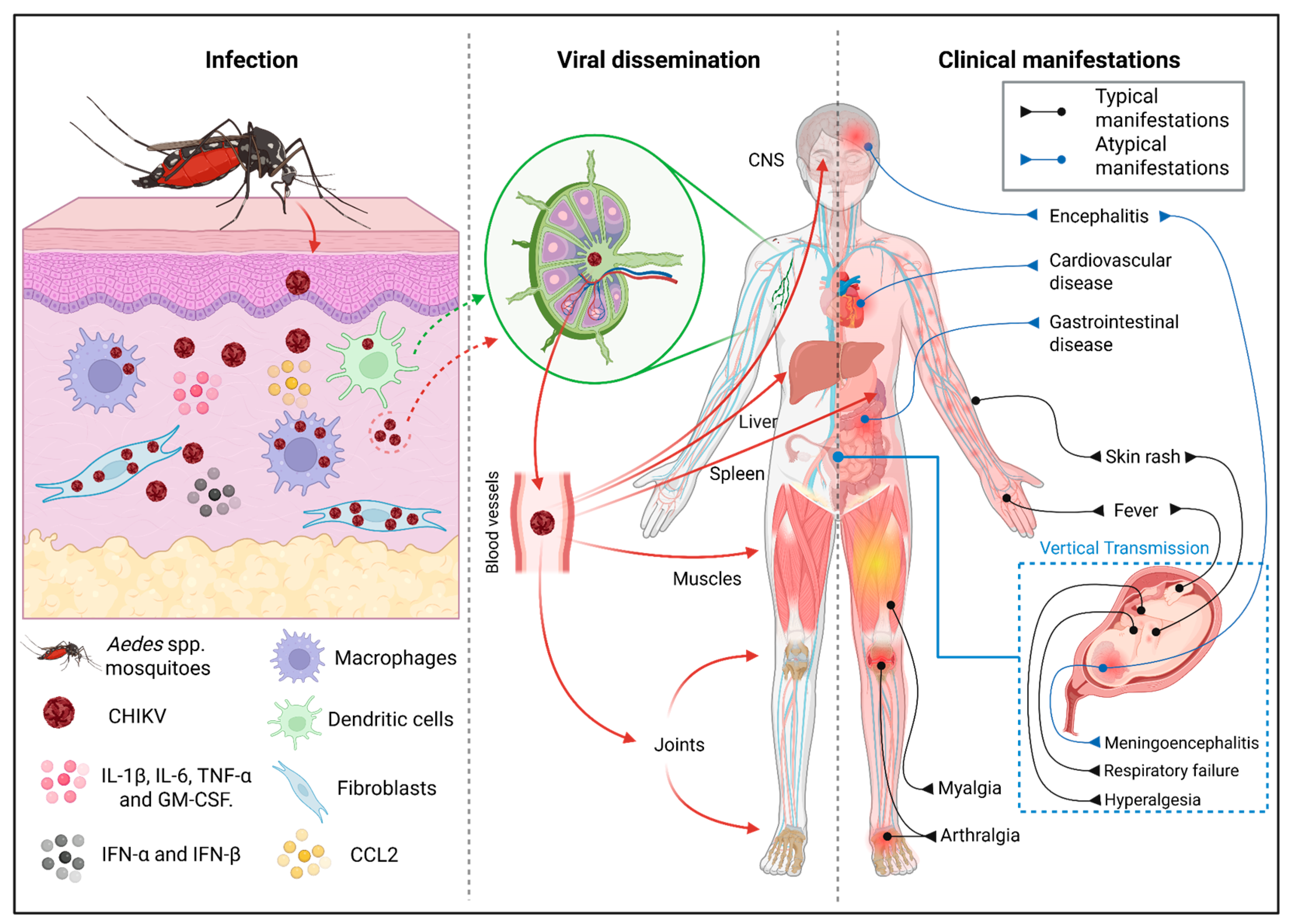 Viruses 17 01469 g001