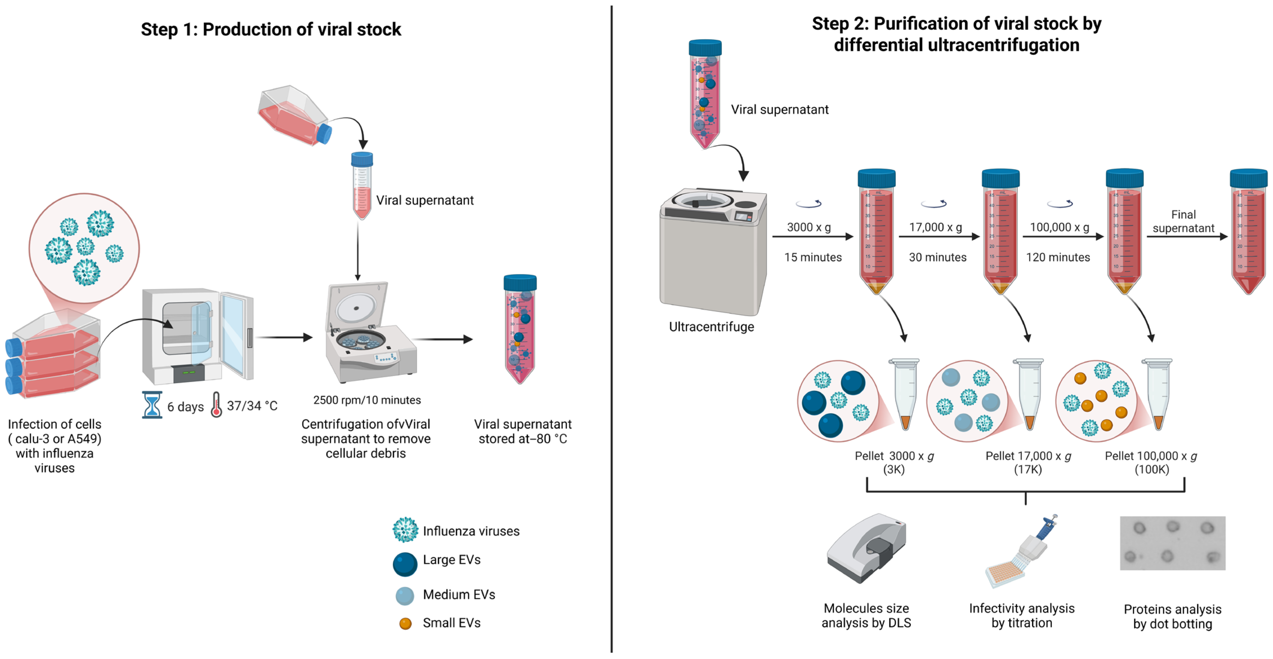 Viruses 17 01470 g001