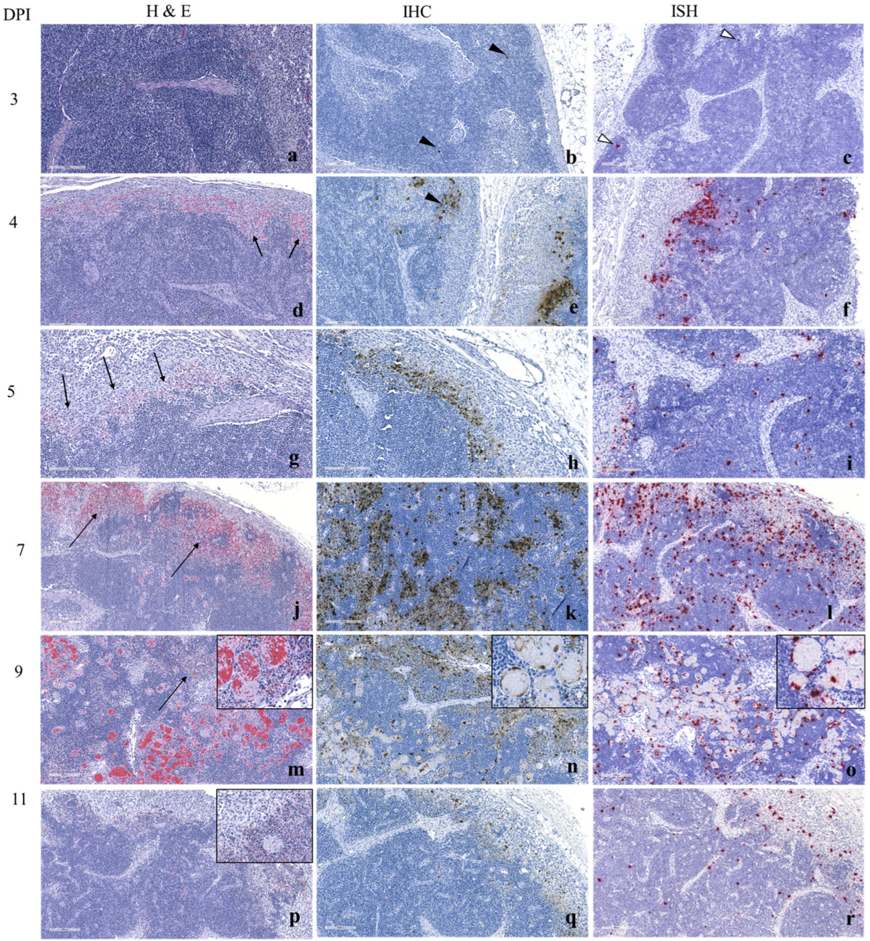 Viruses 17 01472 g002