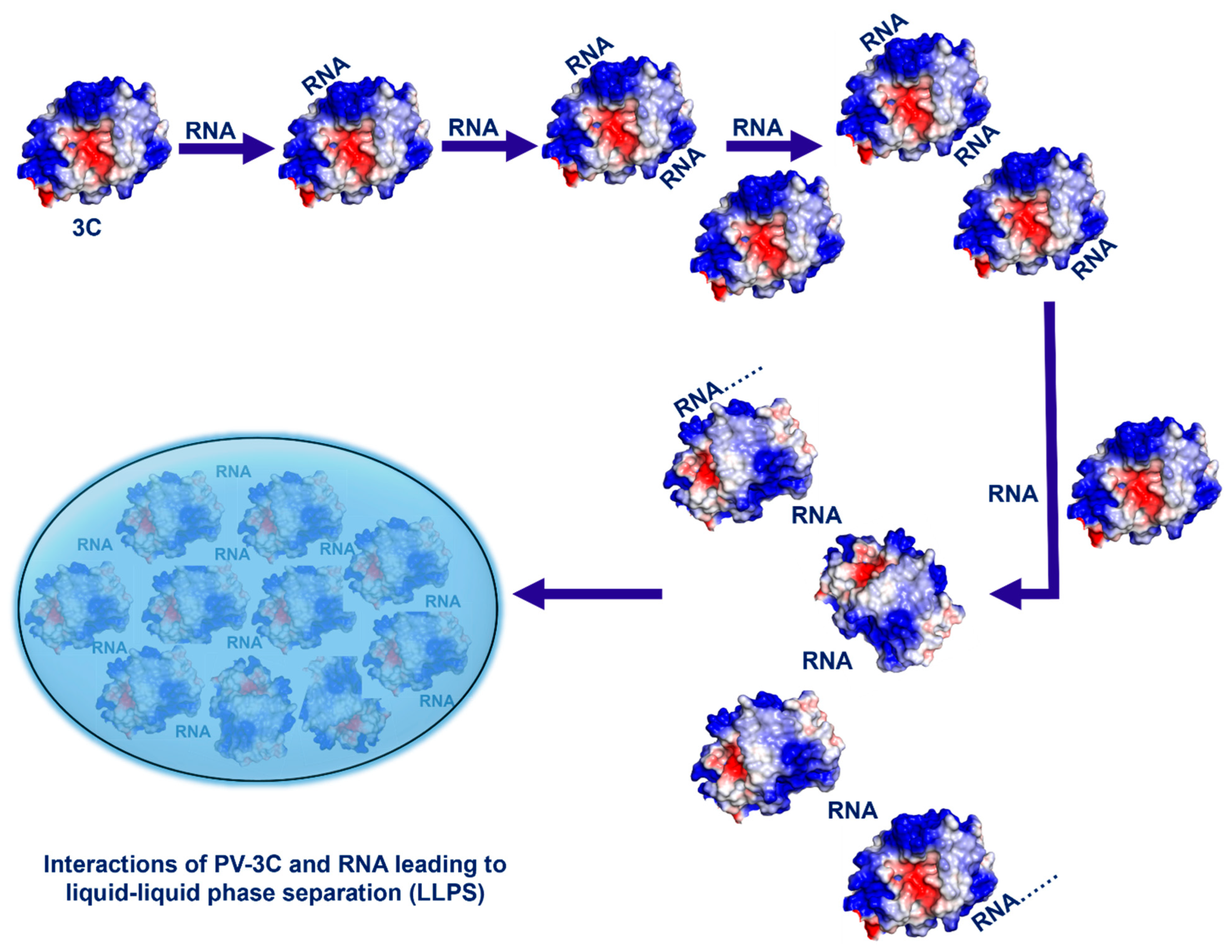 Viruses 17 01473 g006