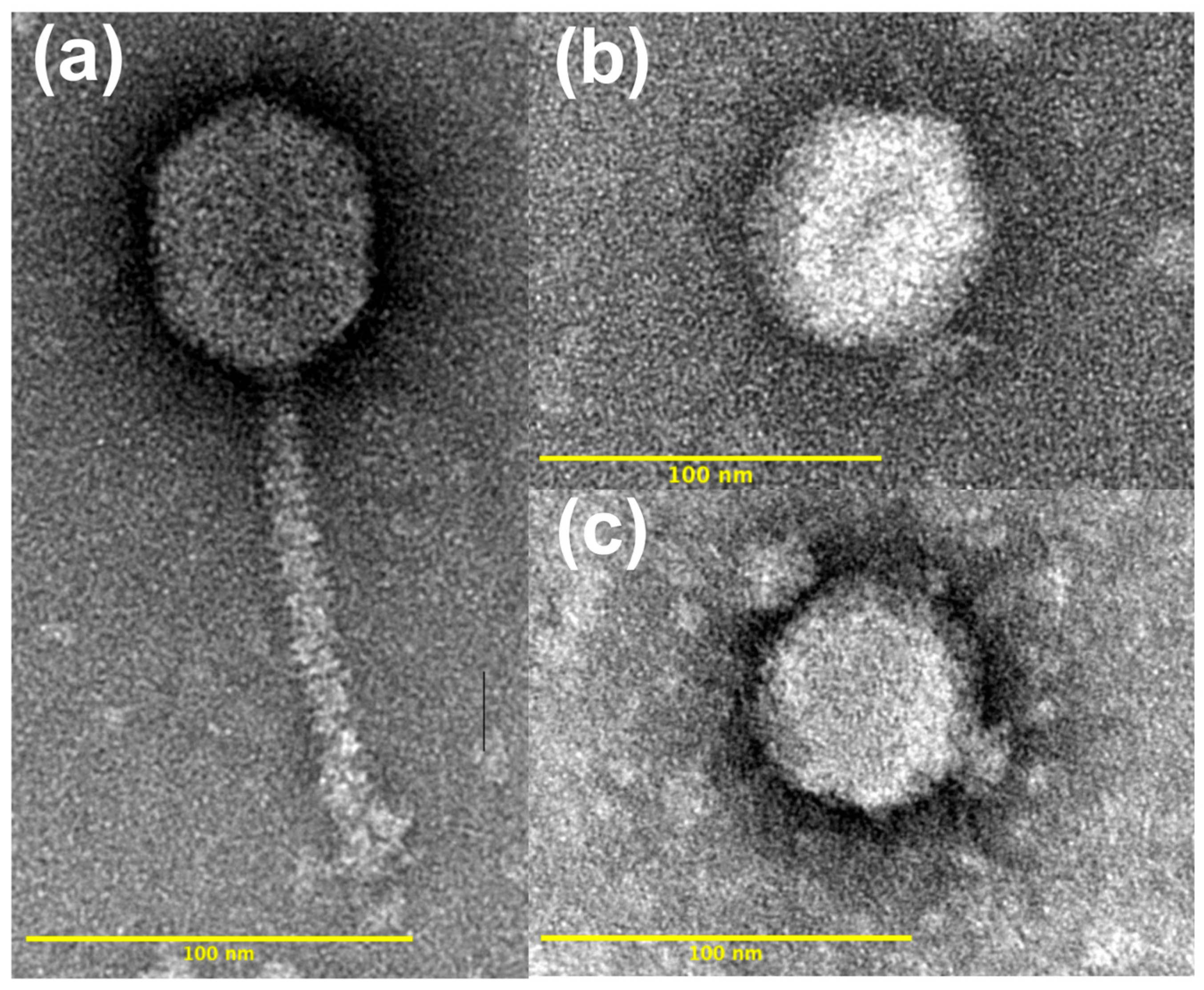 Viruses 17 01474 g002