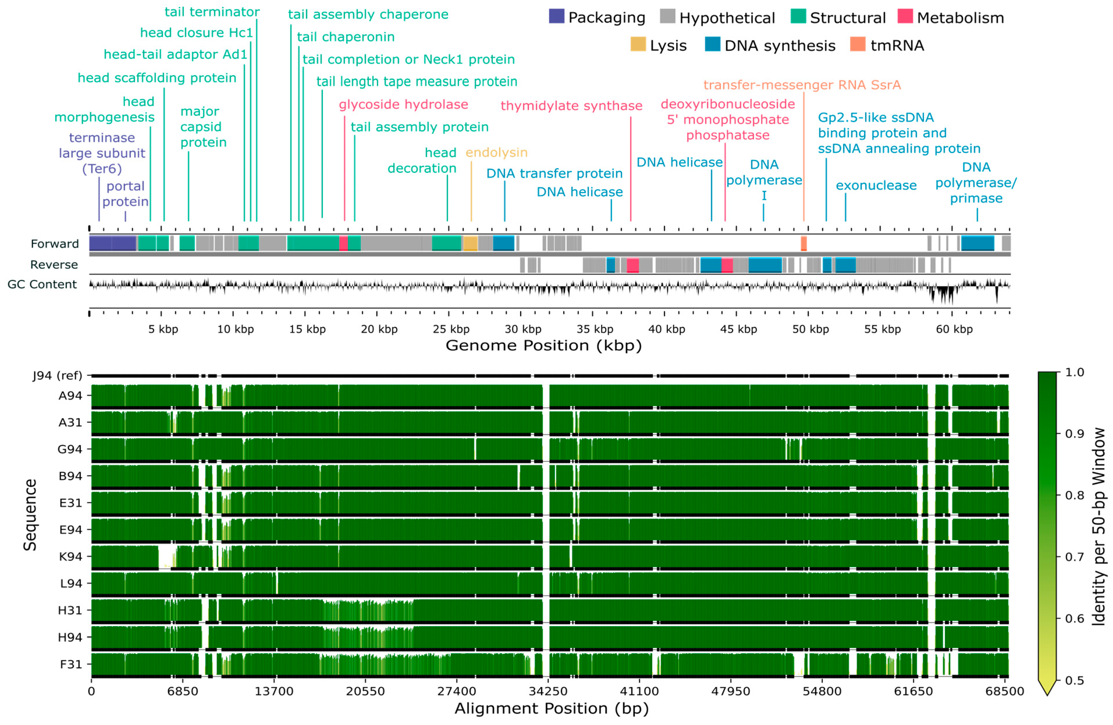 Viruses 17 01474 g005