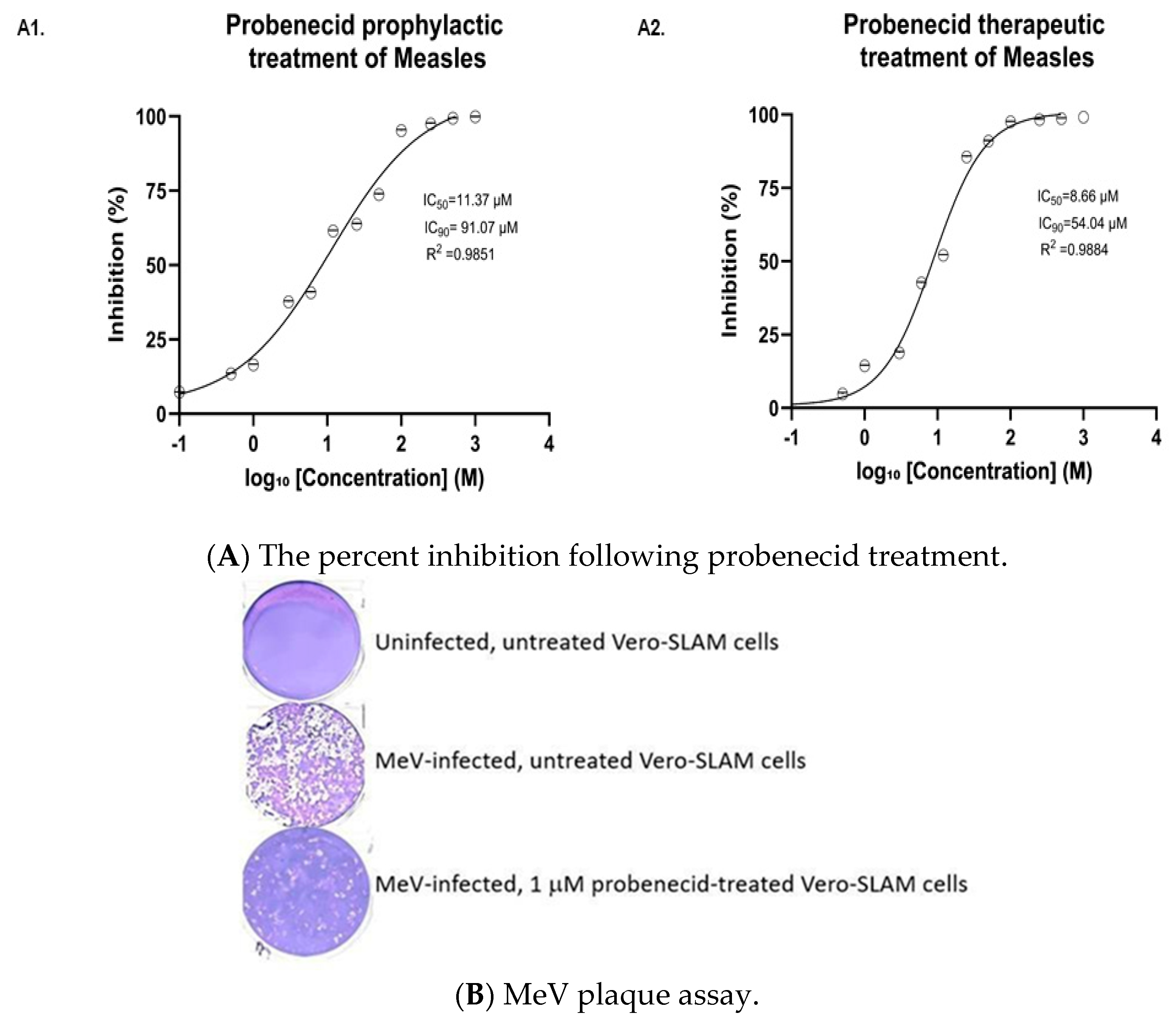 Probenecid Injection Probenecid Treatment Inhibits Replication of the Edmonston Measles ...