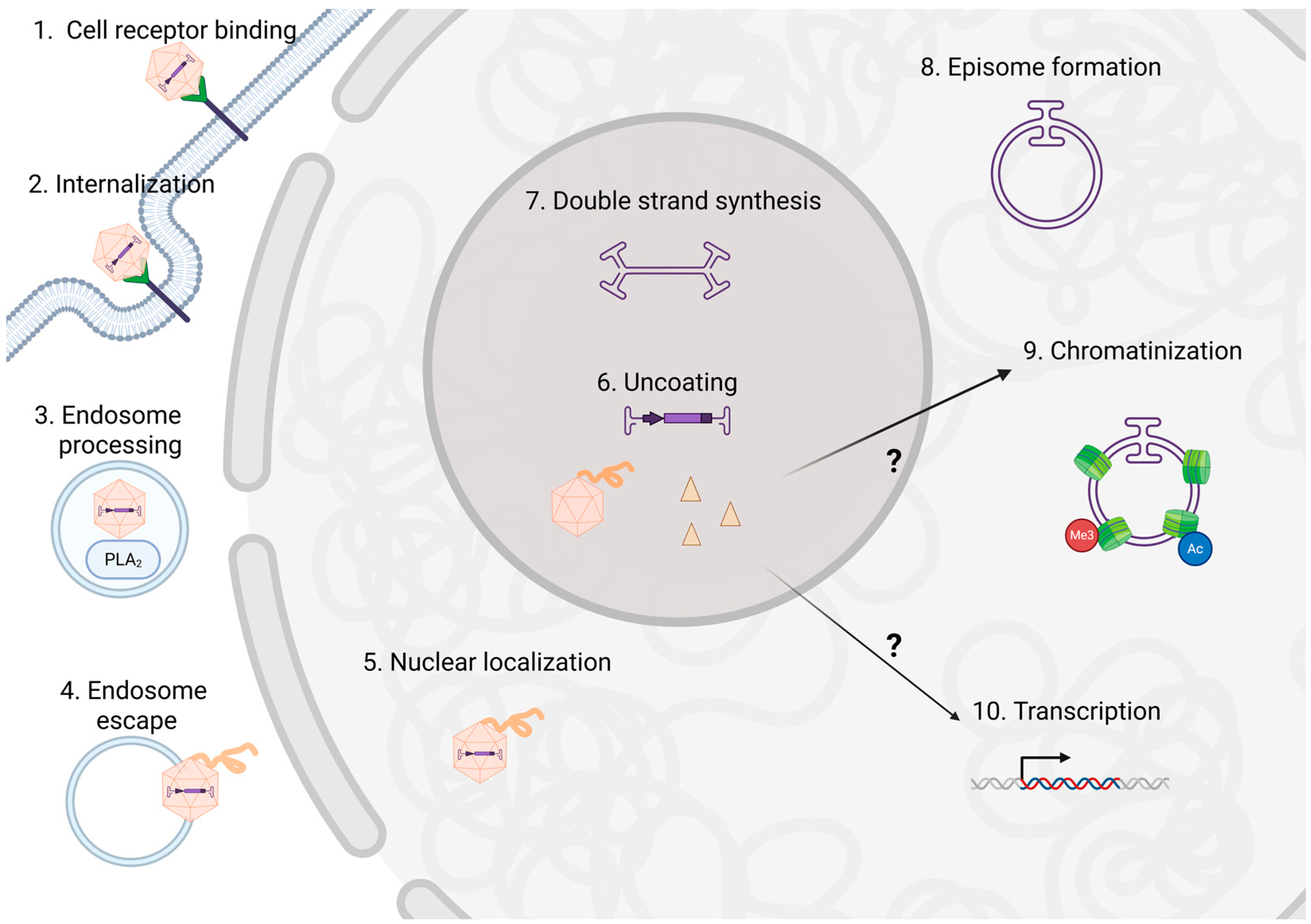 Viruses 17 01476 g001 Viruses 17 01476 g001
