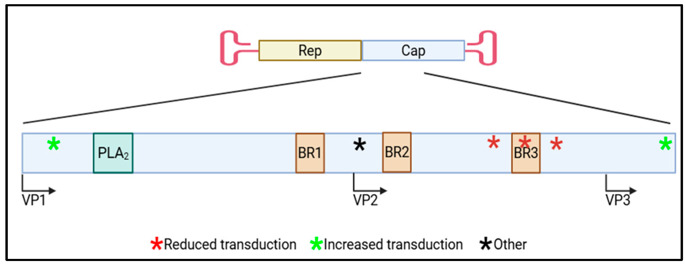 Viruses 17 01476 g002 Viruses 17 01476 g002