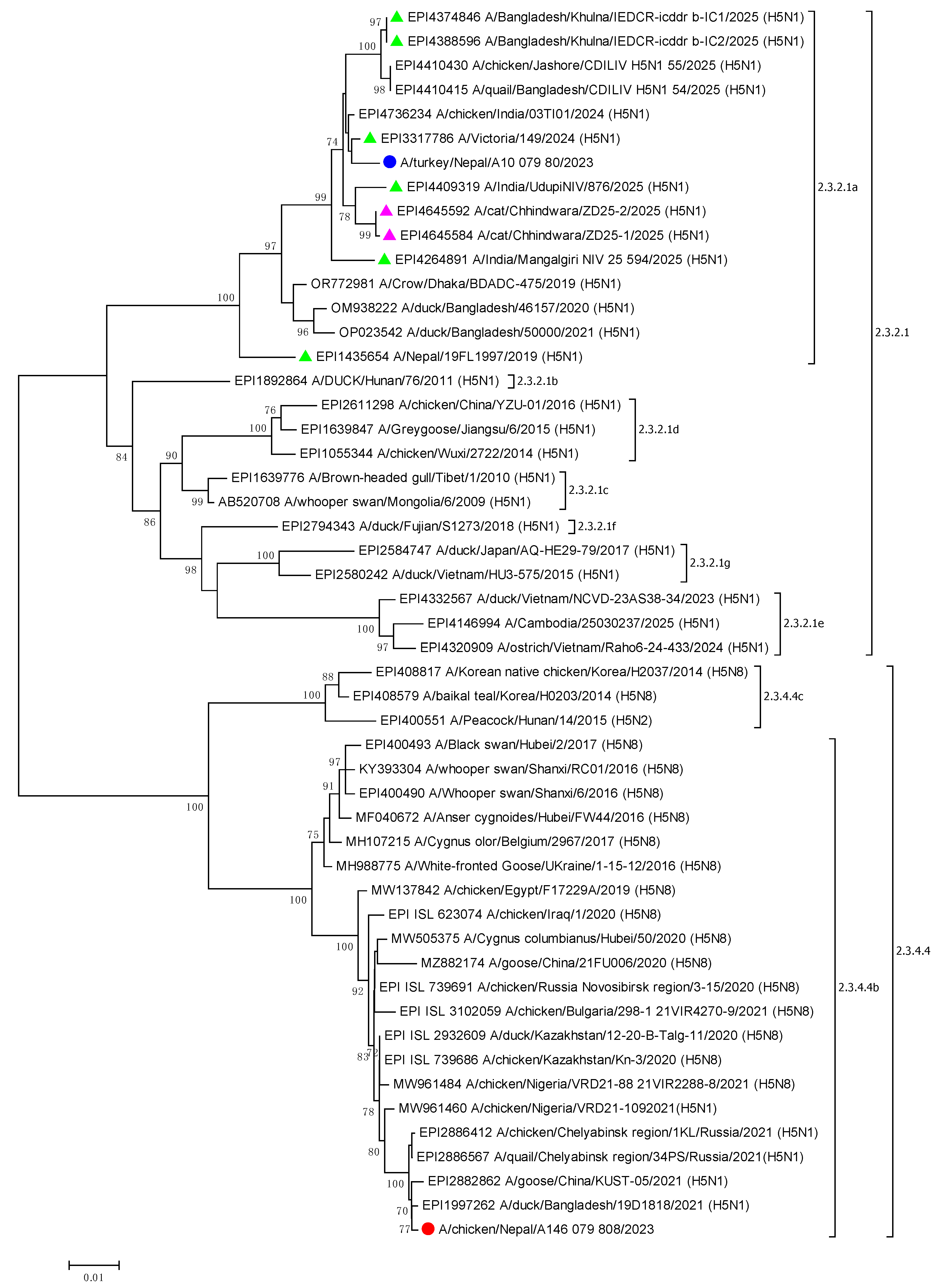 Viruses 17 01481 g002