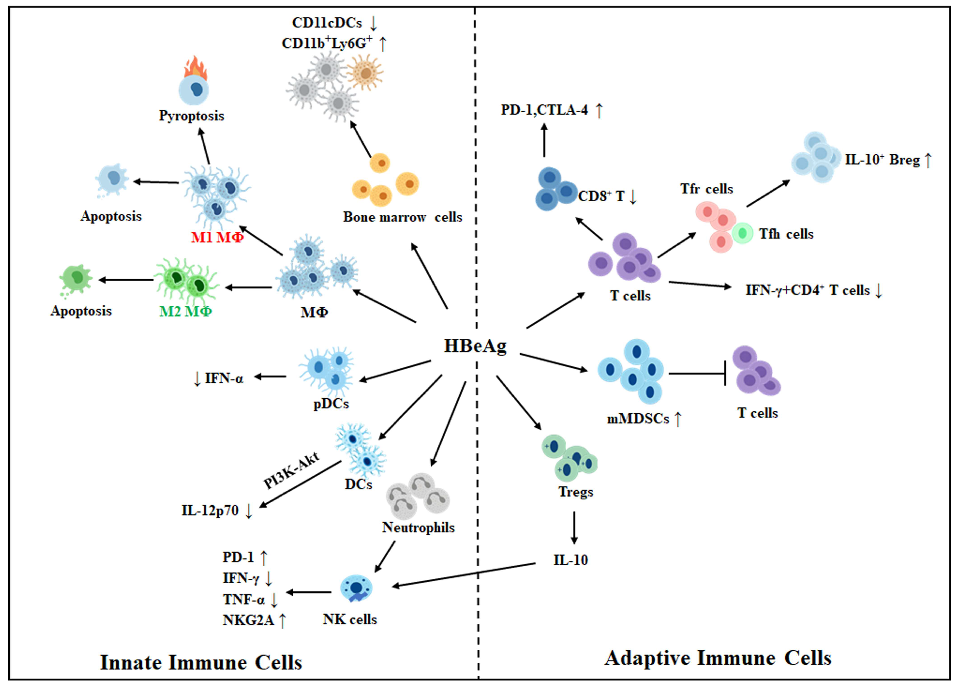 Viruses 17 01484 g001 Viruses 17 01484 g001