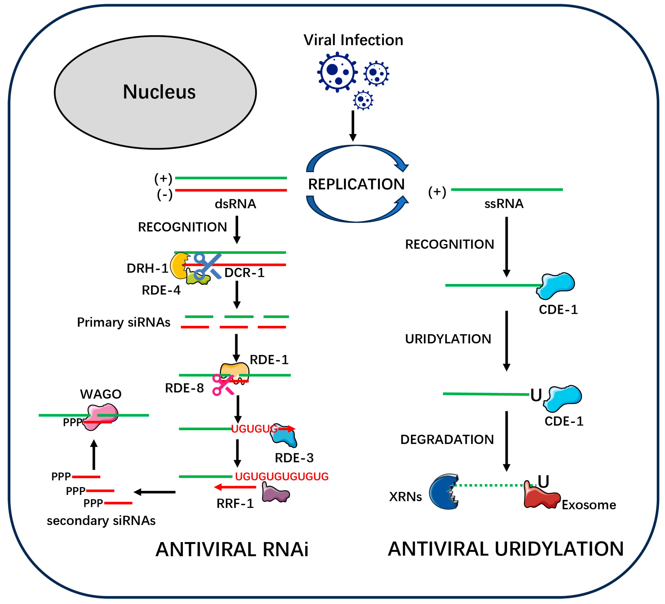 Viruses 17 01485 g001 Viruses 17 01485 g001