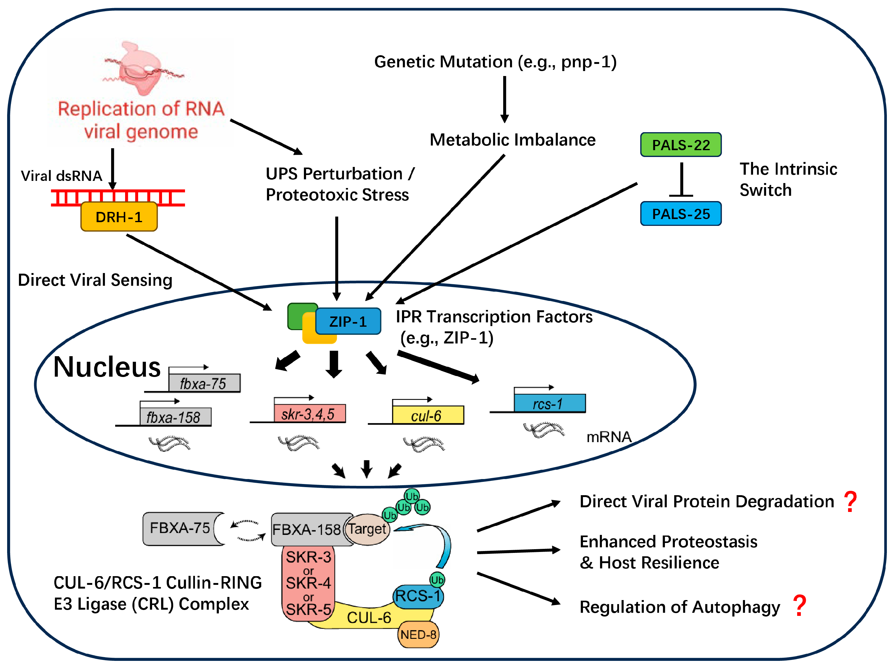 Viruses 17 01485 g002 Viruses 17 01485 g002