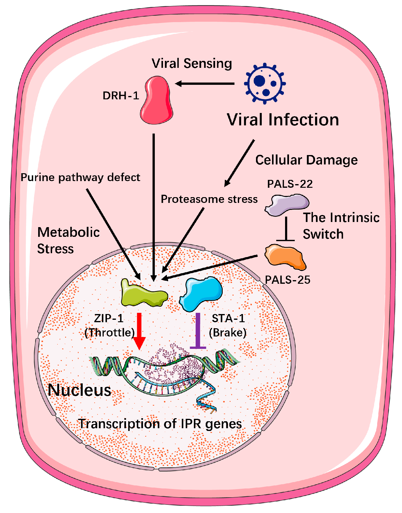 Viruses 17 01485 g003 Viruses 17 01485 g003