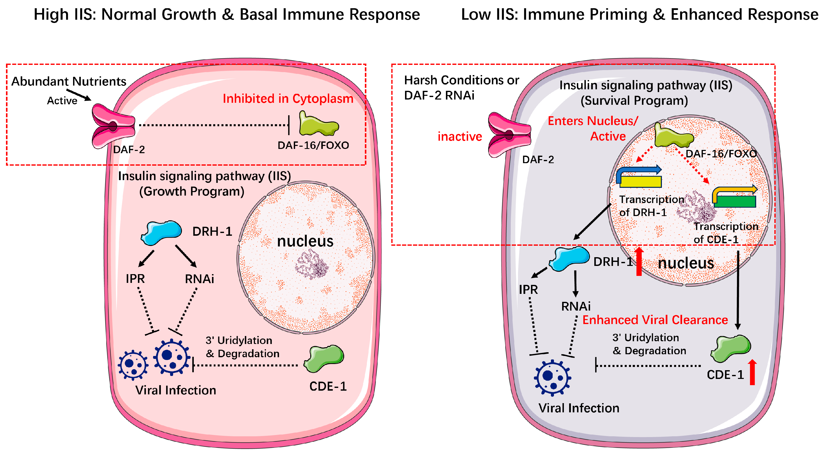 Viruses 17 01485 g004 Viruses 17 01485 g004
