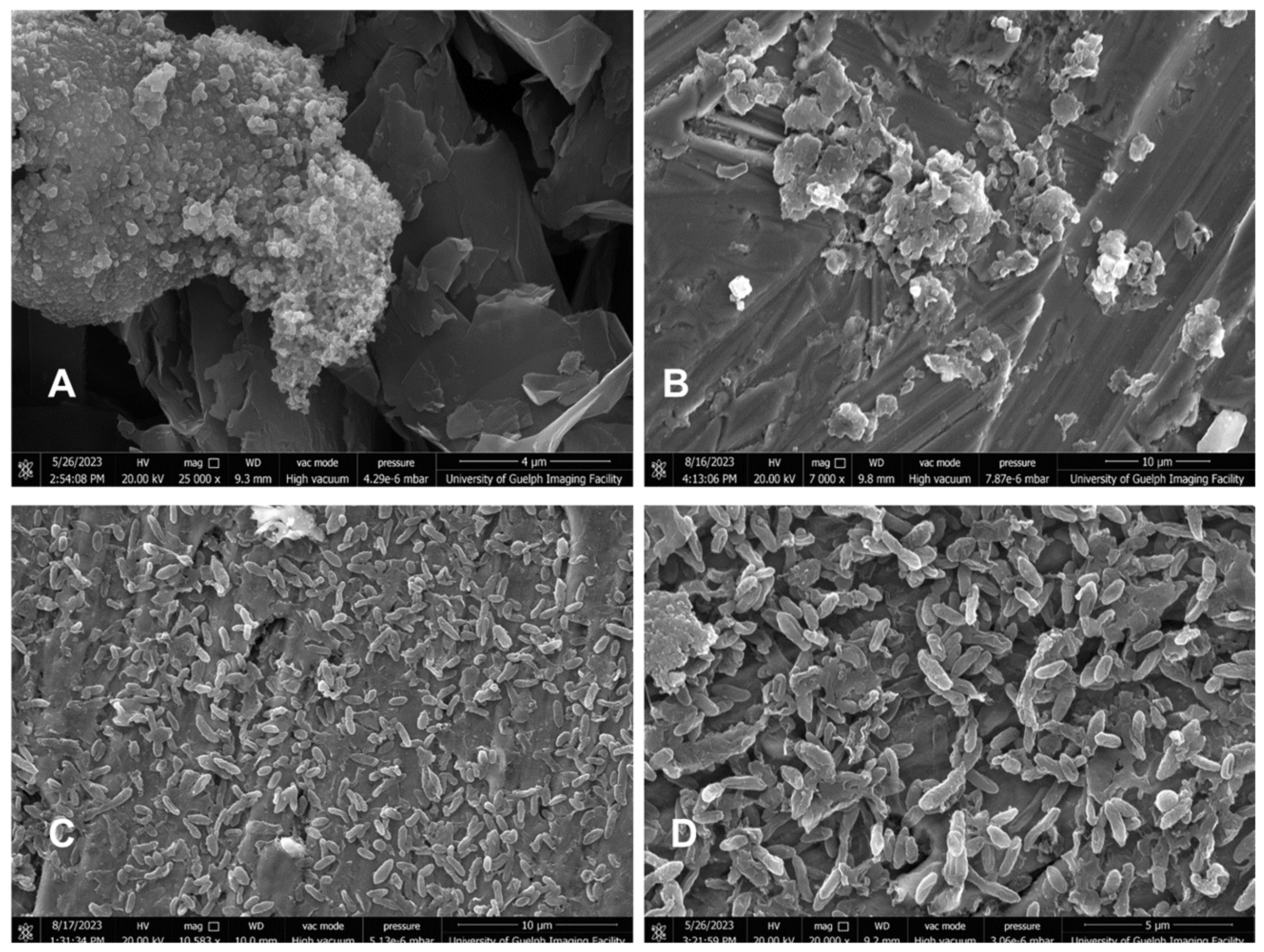 Viruses 17 01487 g005