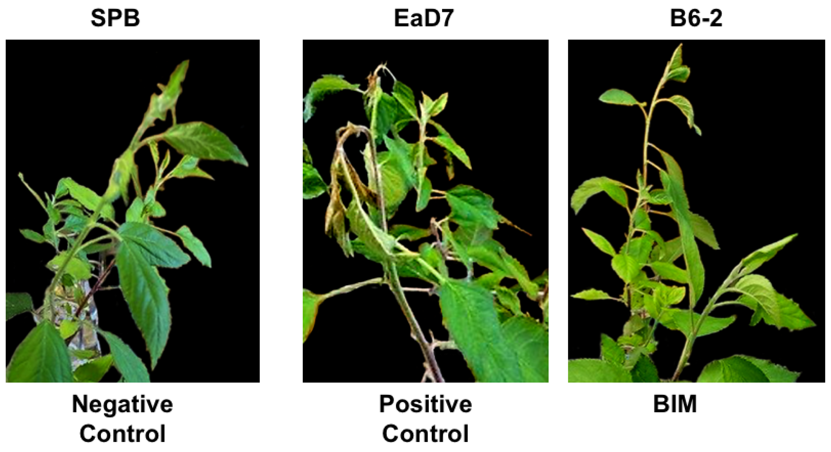 Viruses 17 01487 g006