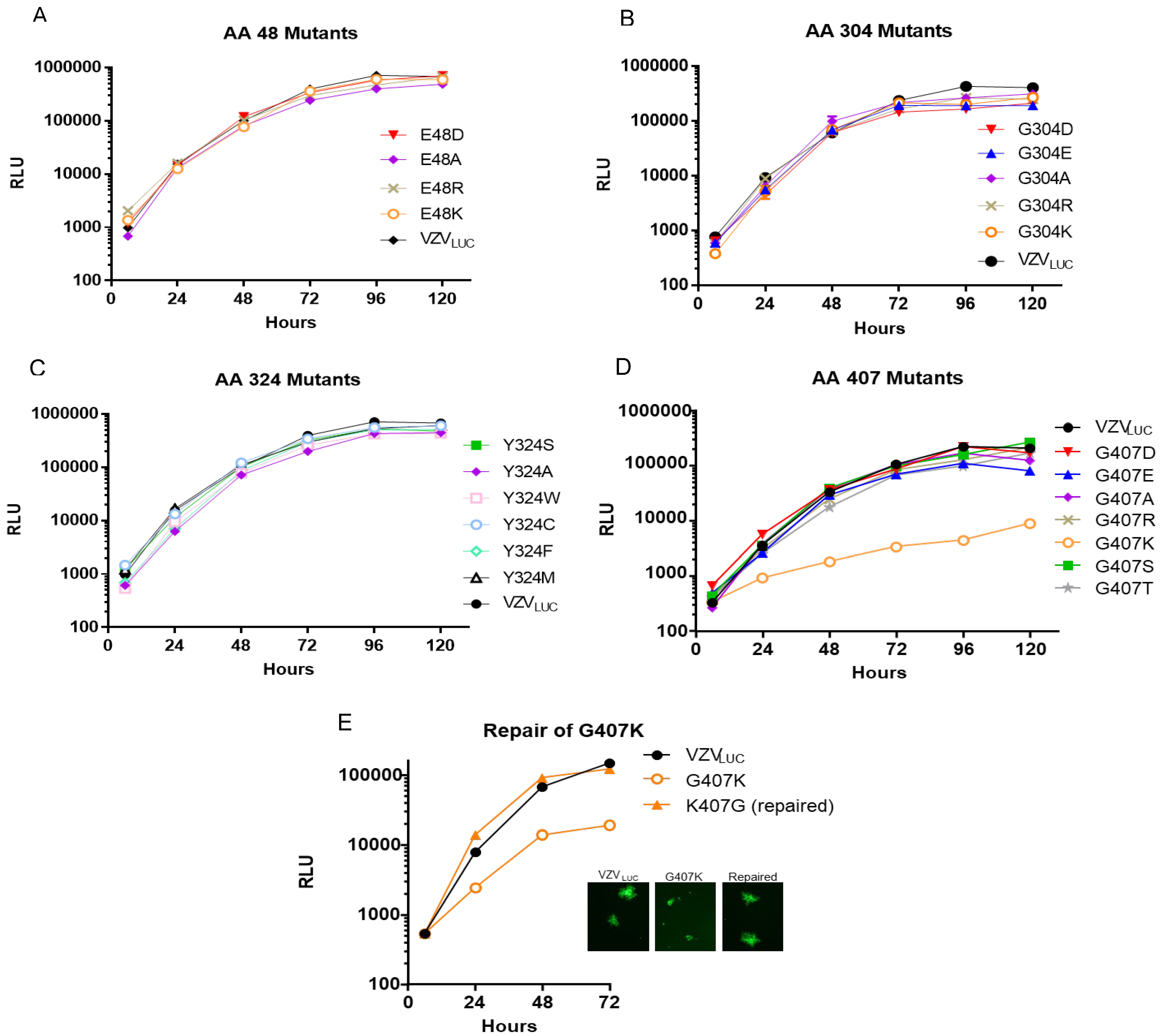 Viruses 17 01496 g003