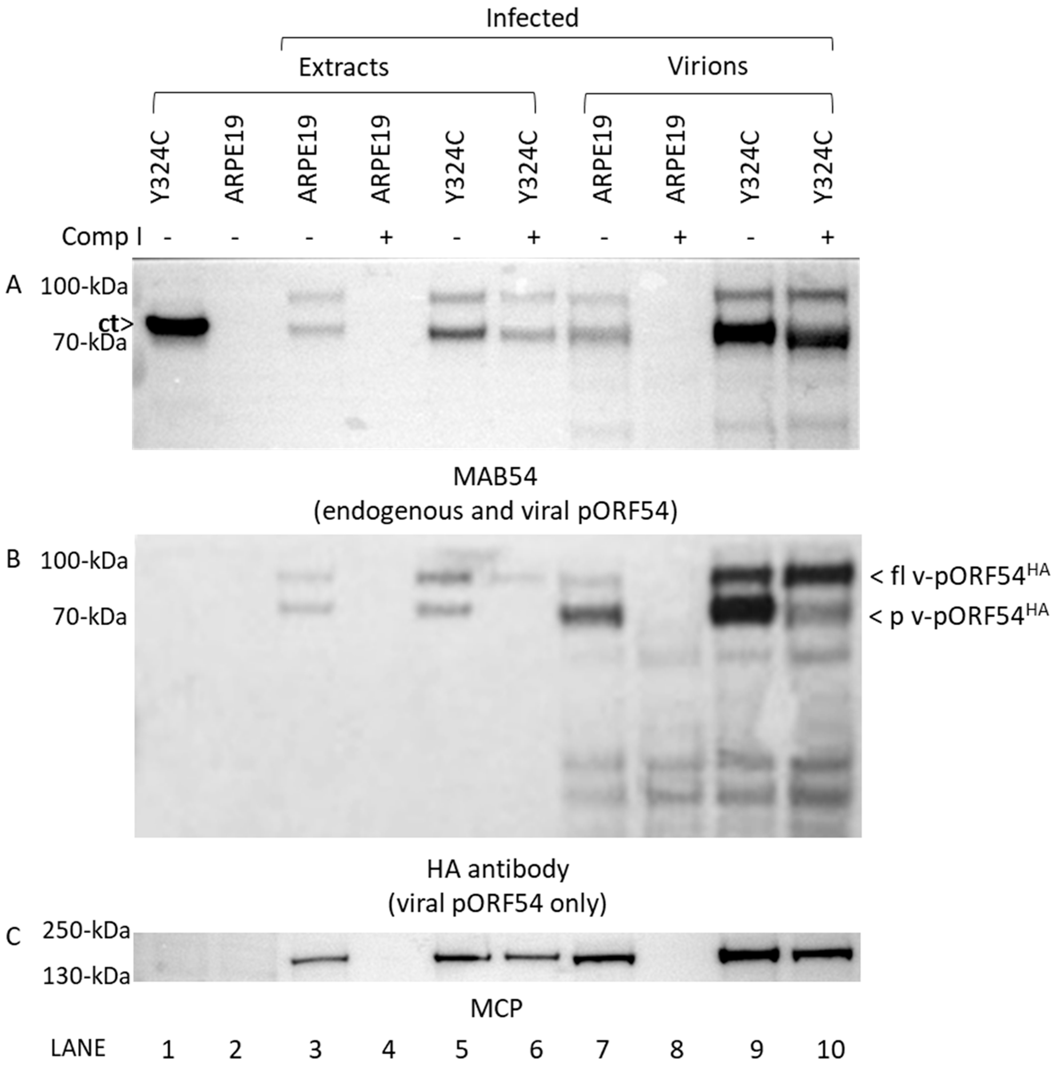 Viruses 17 01496 g006