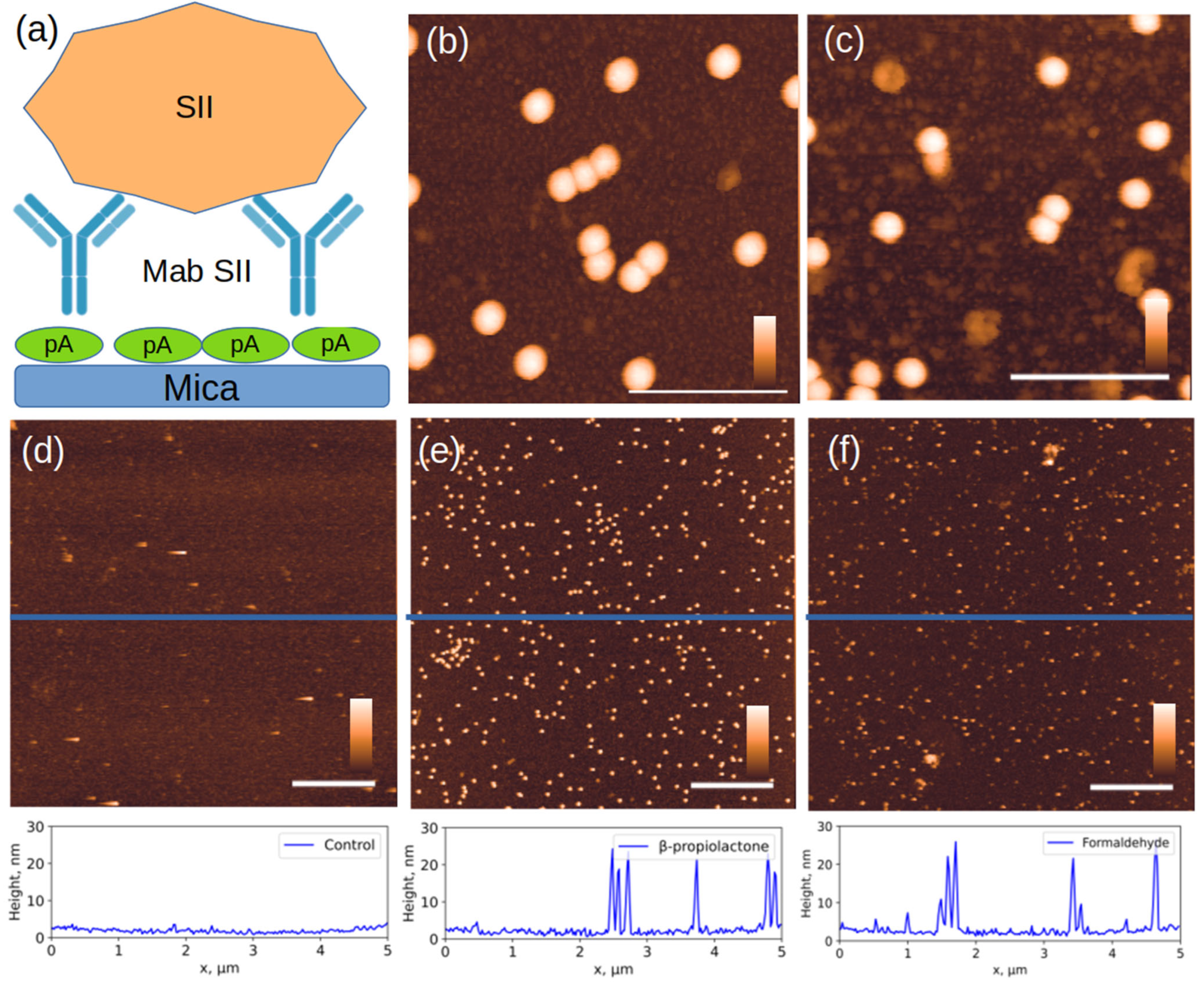 Viruses 17 01498 g005