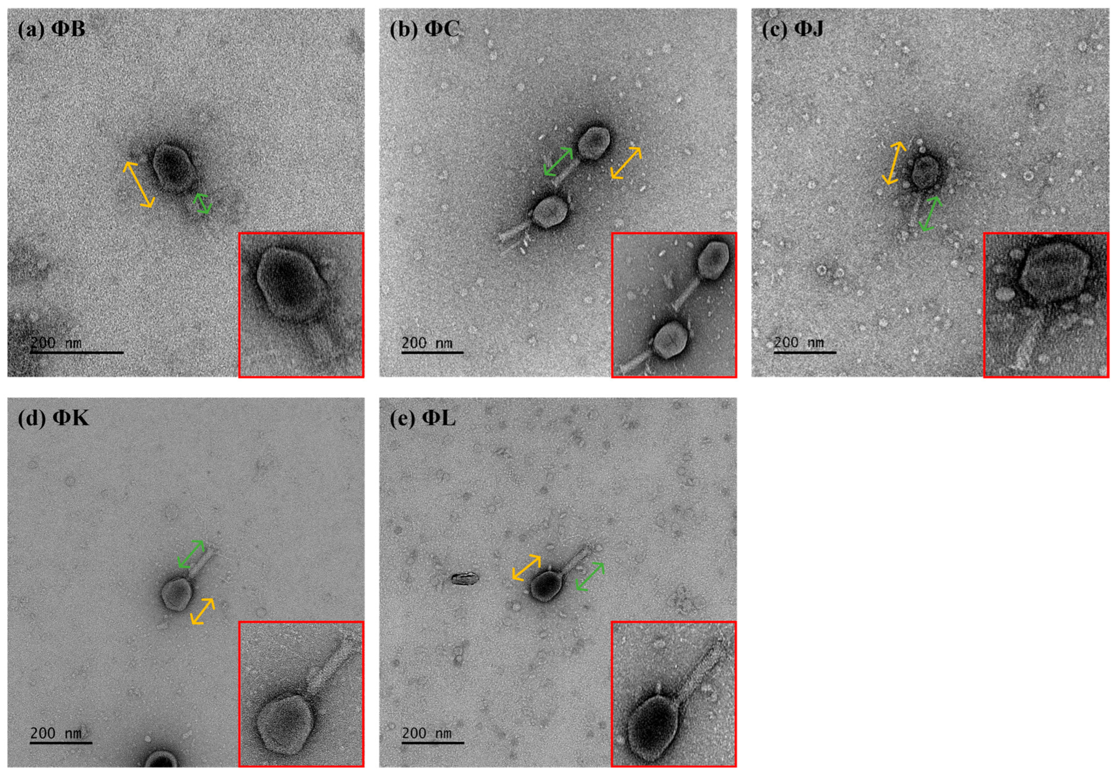 Viruses 17 01501 g001