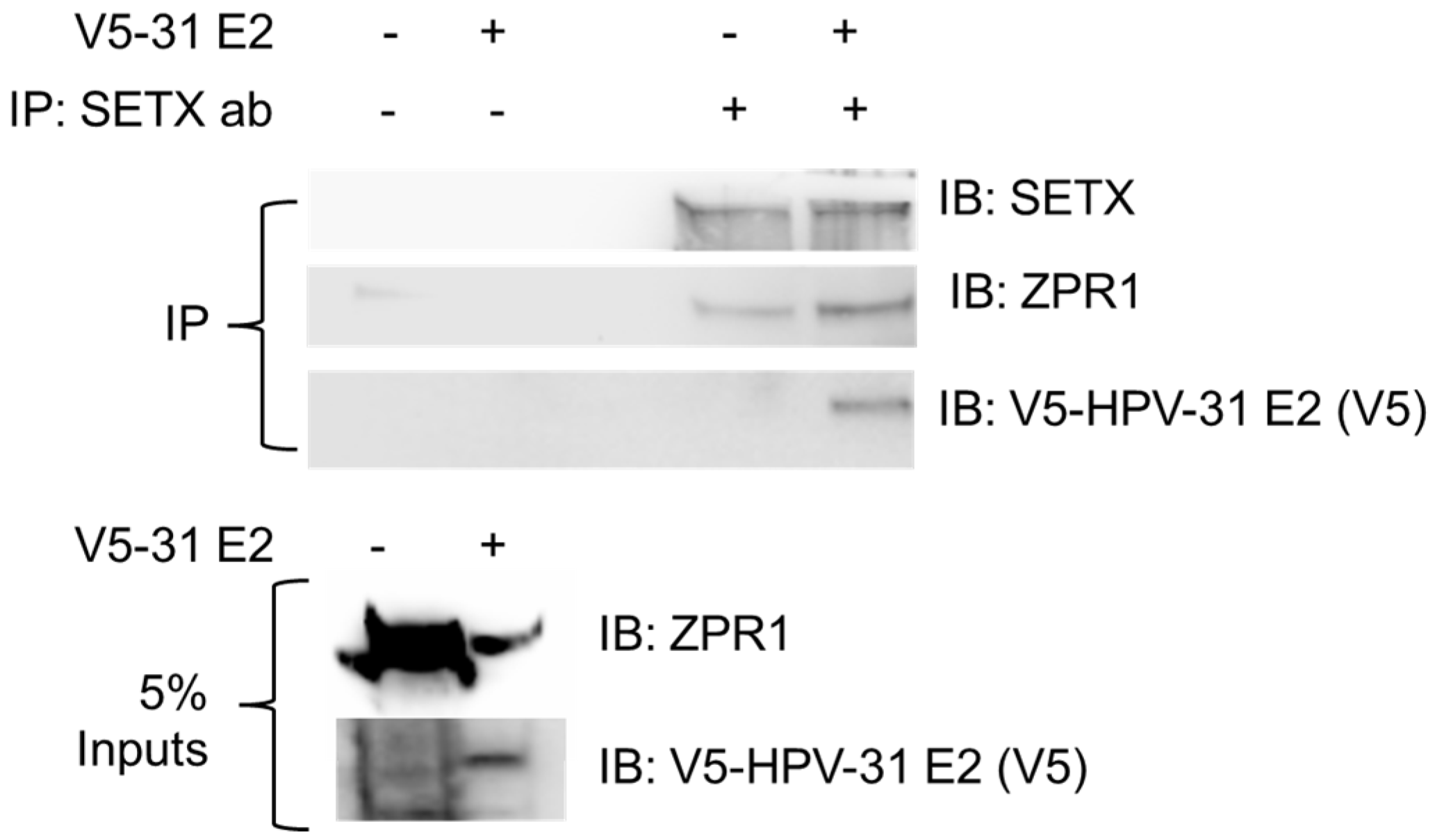 Viruses 17 01502 g001