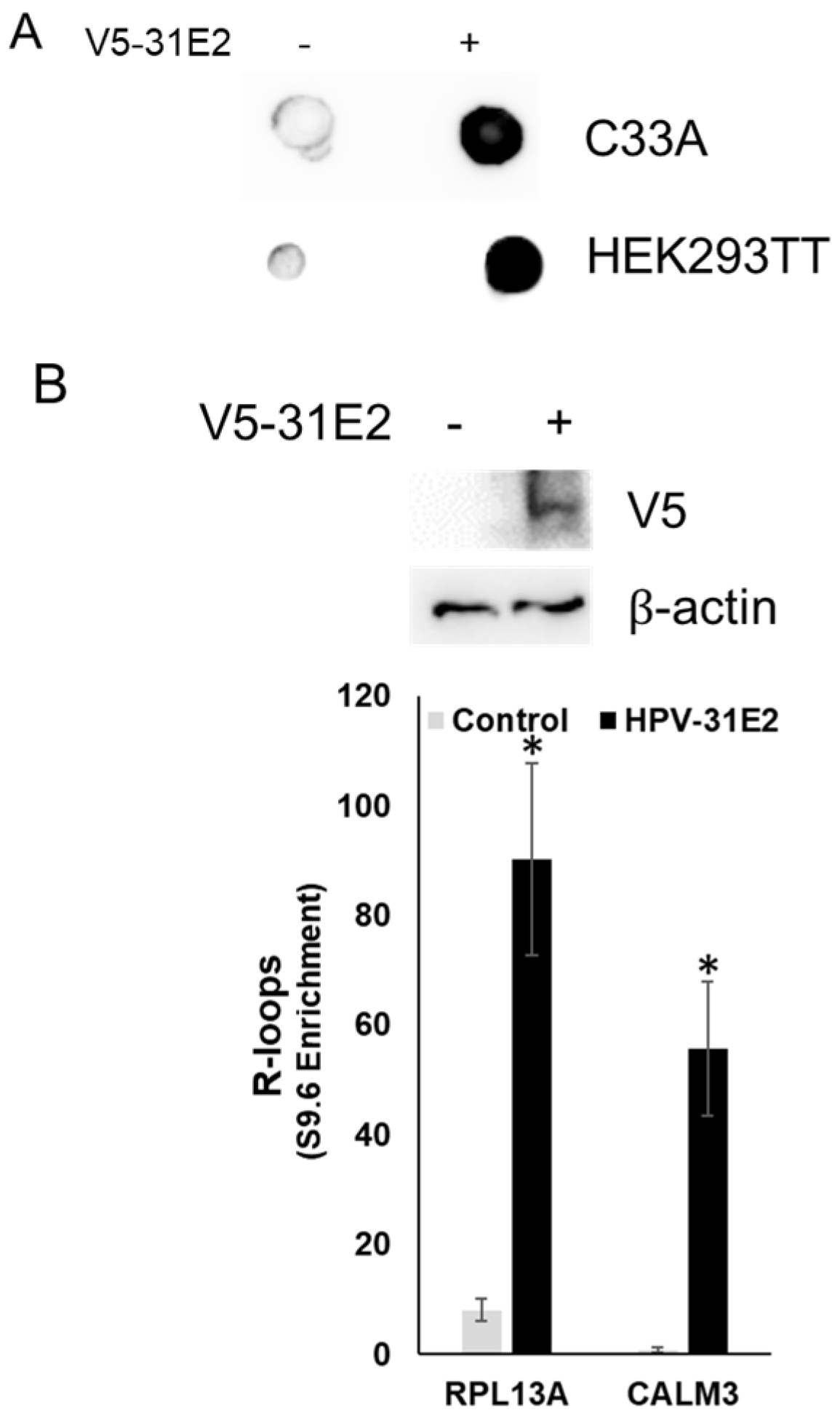 Viruses 17 01502 g004